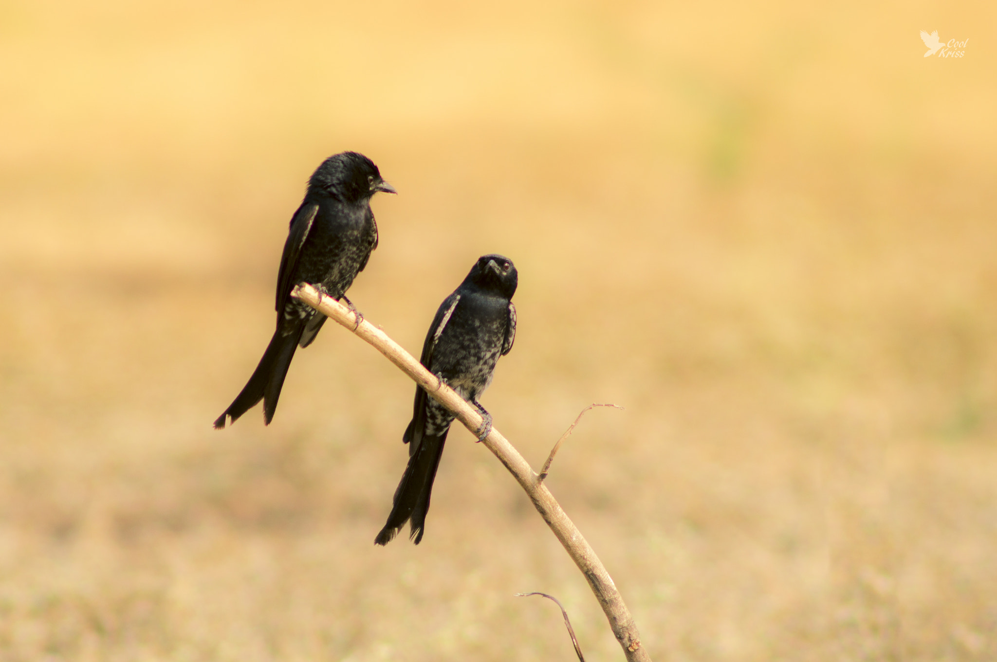 Sony 75-300mm F4.5-5.6 sample photo. Black drongo photography