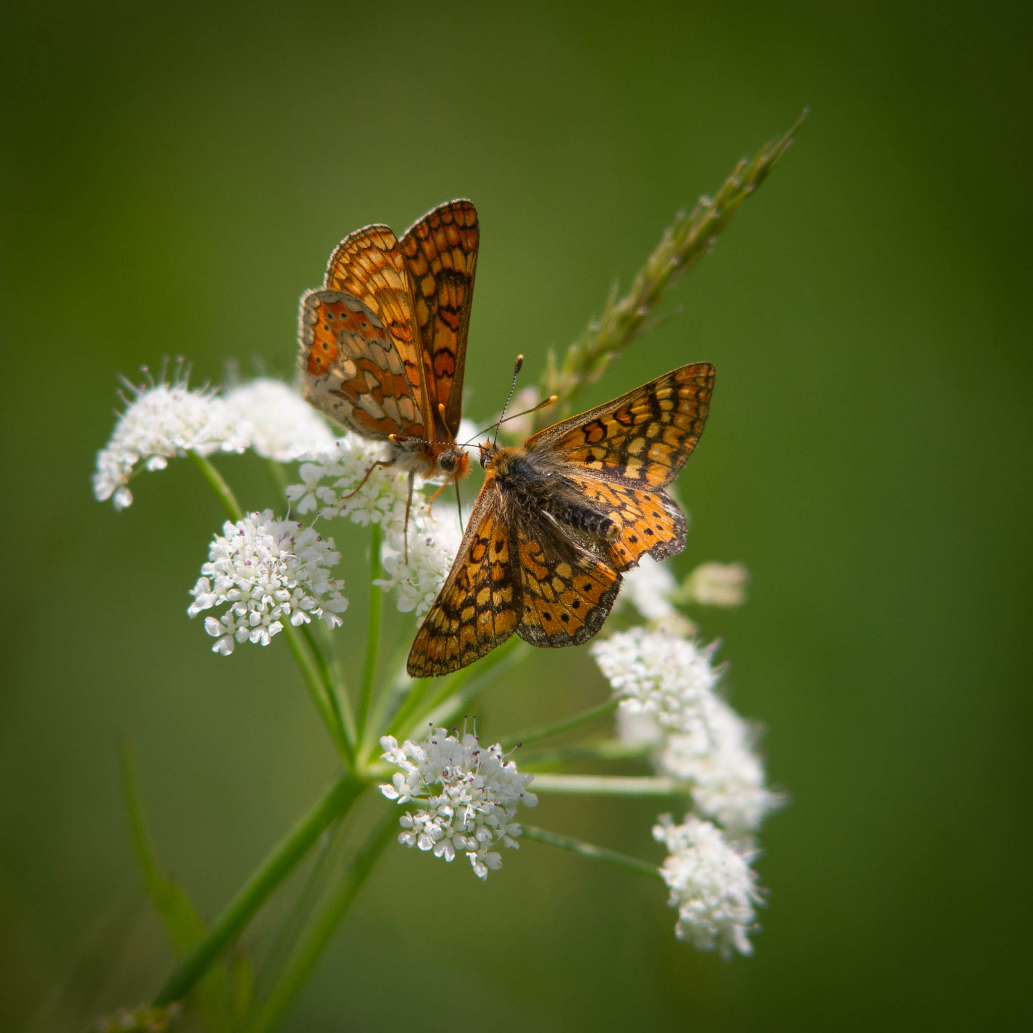Nikon AF-S Nikkor 300mm F2.8G ED VR II sample photo. Mariposa photography
