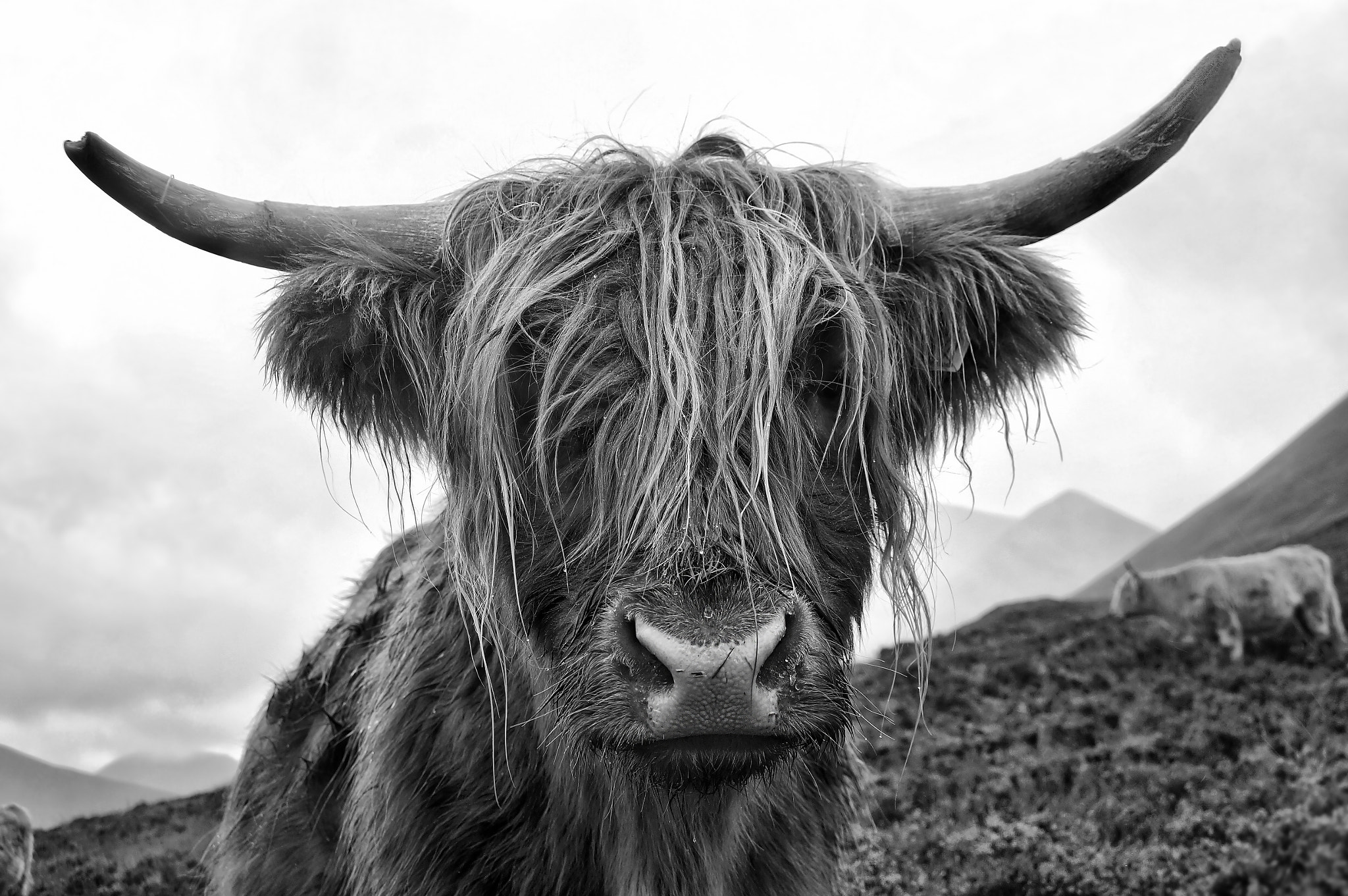 Sony E 18-200mm F3.5-6.3 OSS sample photo. Highland kings photography