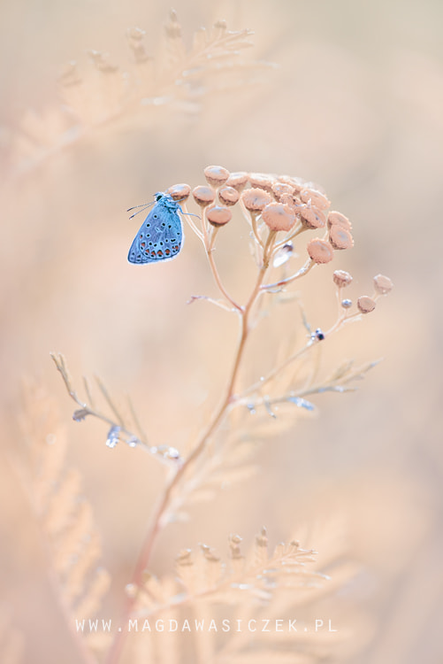 Sigma 150mm F2.8 EX DG Macro HSM sample photo. Sweet memories photography