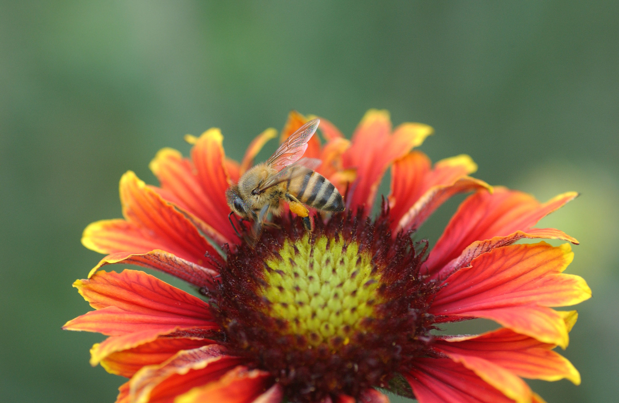 Nikon D1X sample photo. Abeja photography