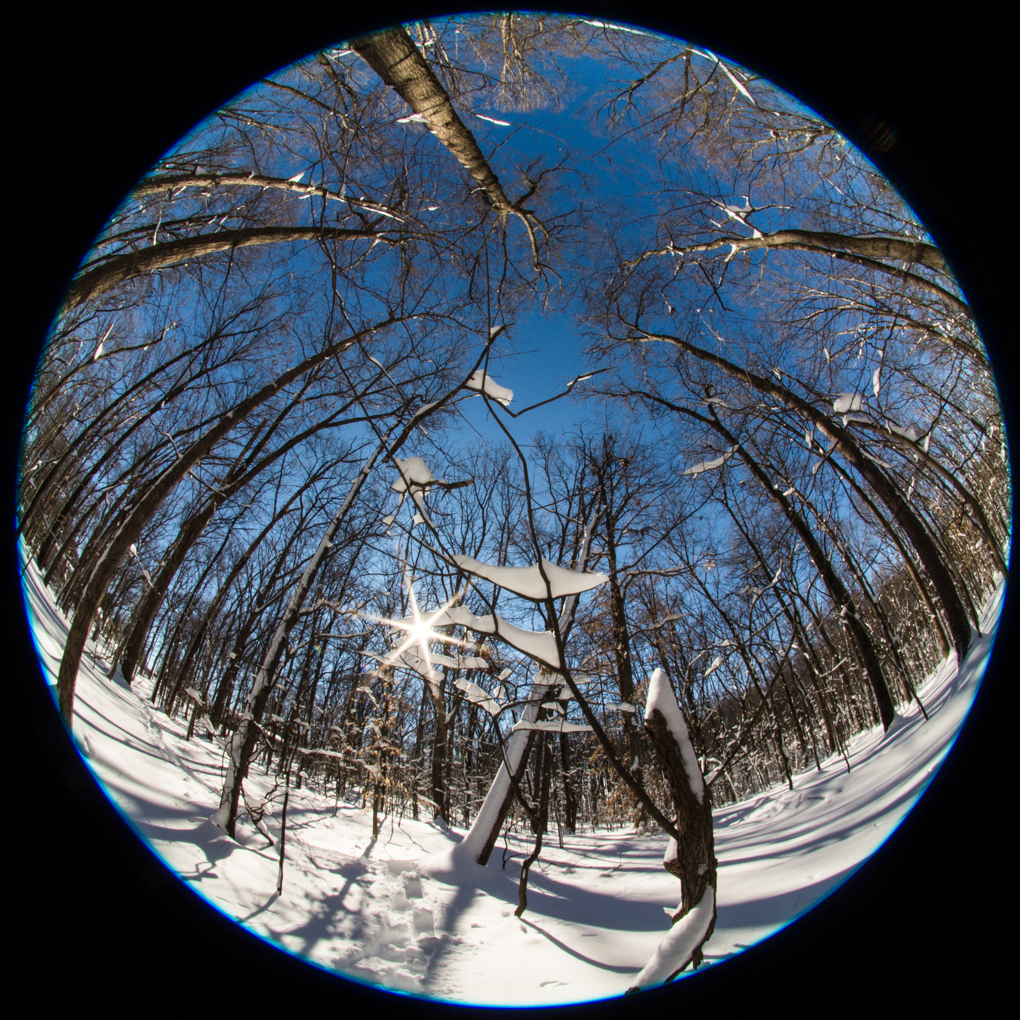 Nikon D7100 + Sigma 4.5mm F2.8 EX DC HSM Circular Fisheye sample photo. Snow in the forest photography