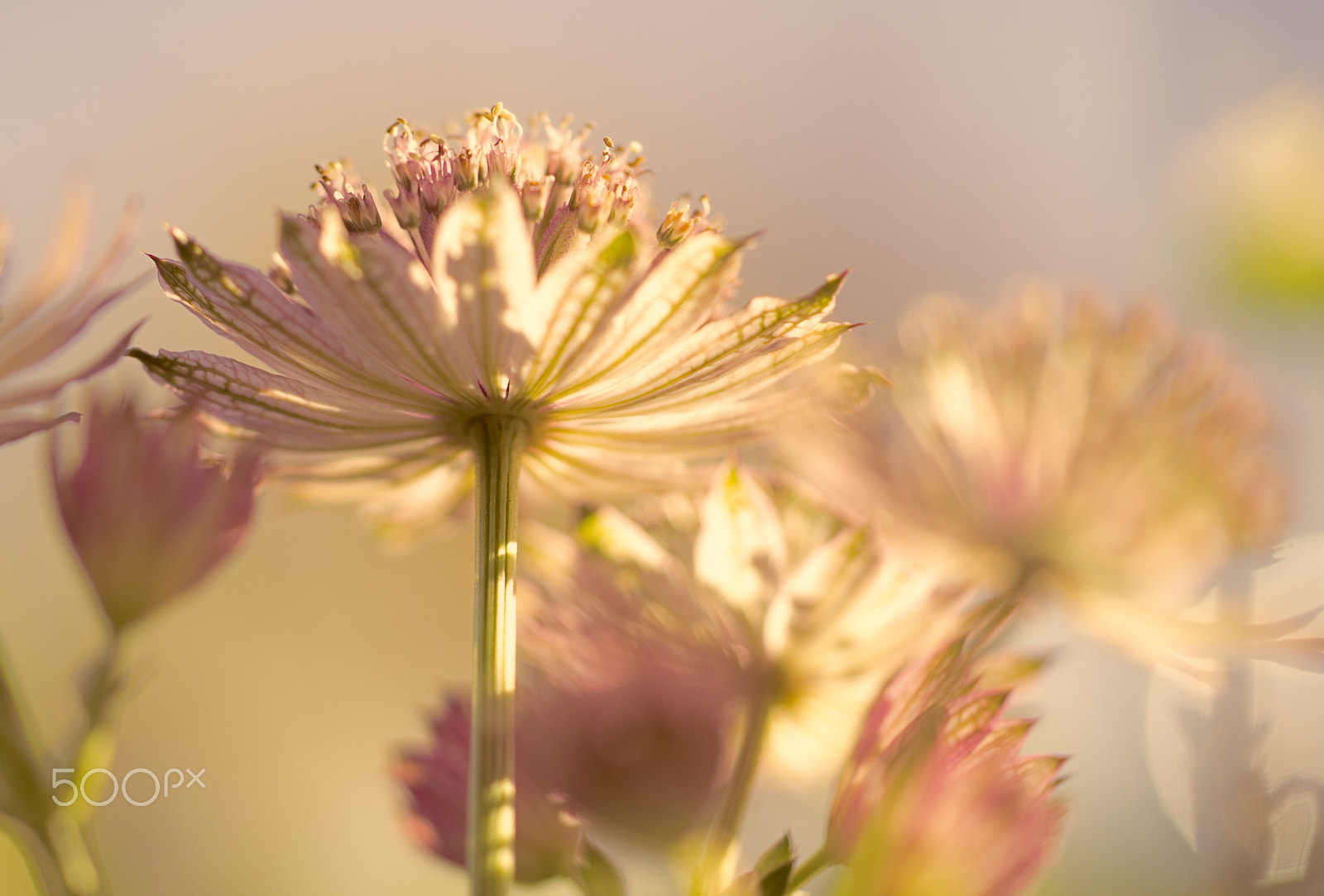 Sony SLT-A57 + Sony 50mm F2.8 Macro sample photo. Pretty in pink photography