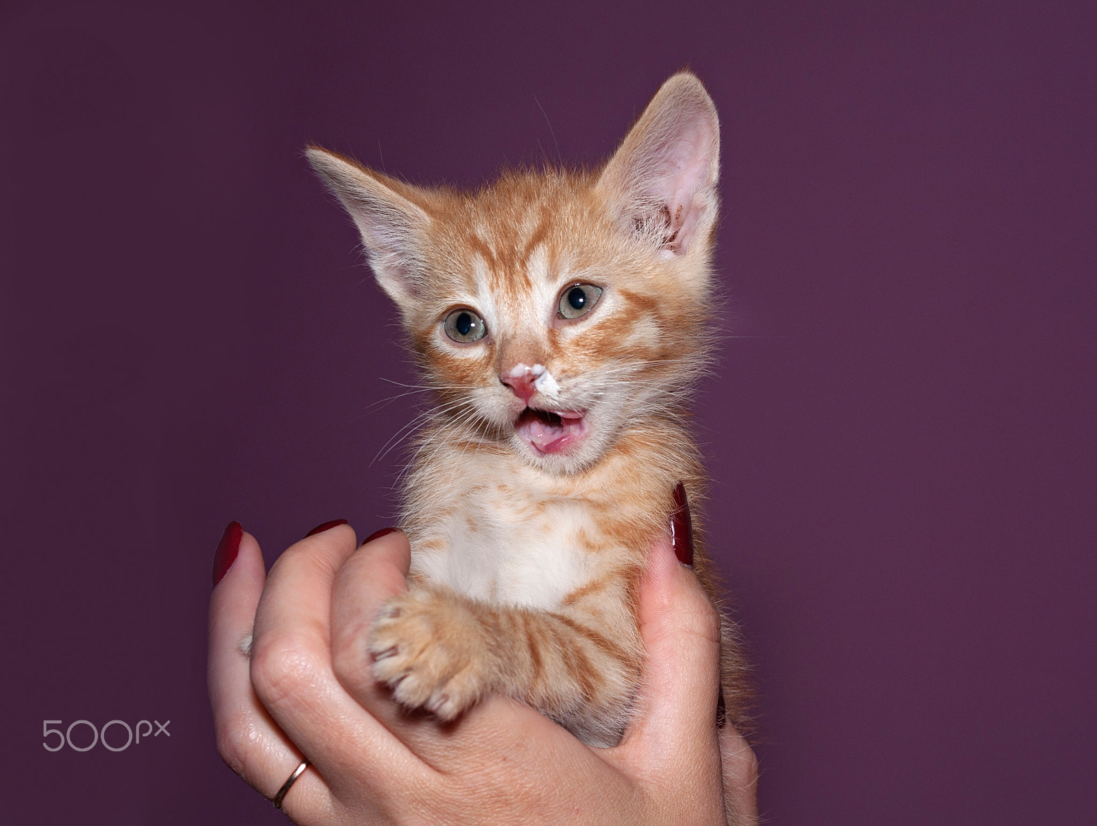 Nikon D90 + Nikon AF-S Nikkor 28-70mm F2.8 ED-IF sample photo. Small red kitten with sour cream smeared nose photography