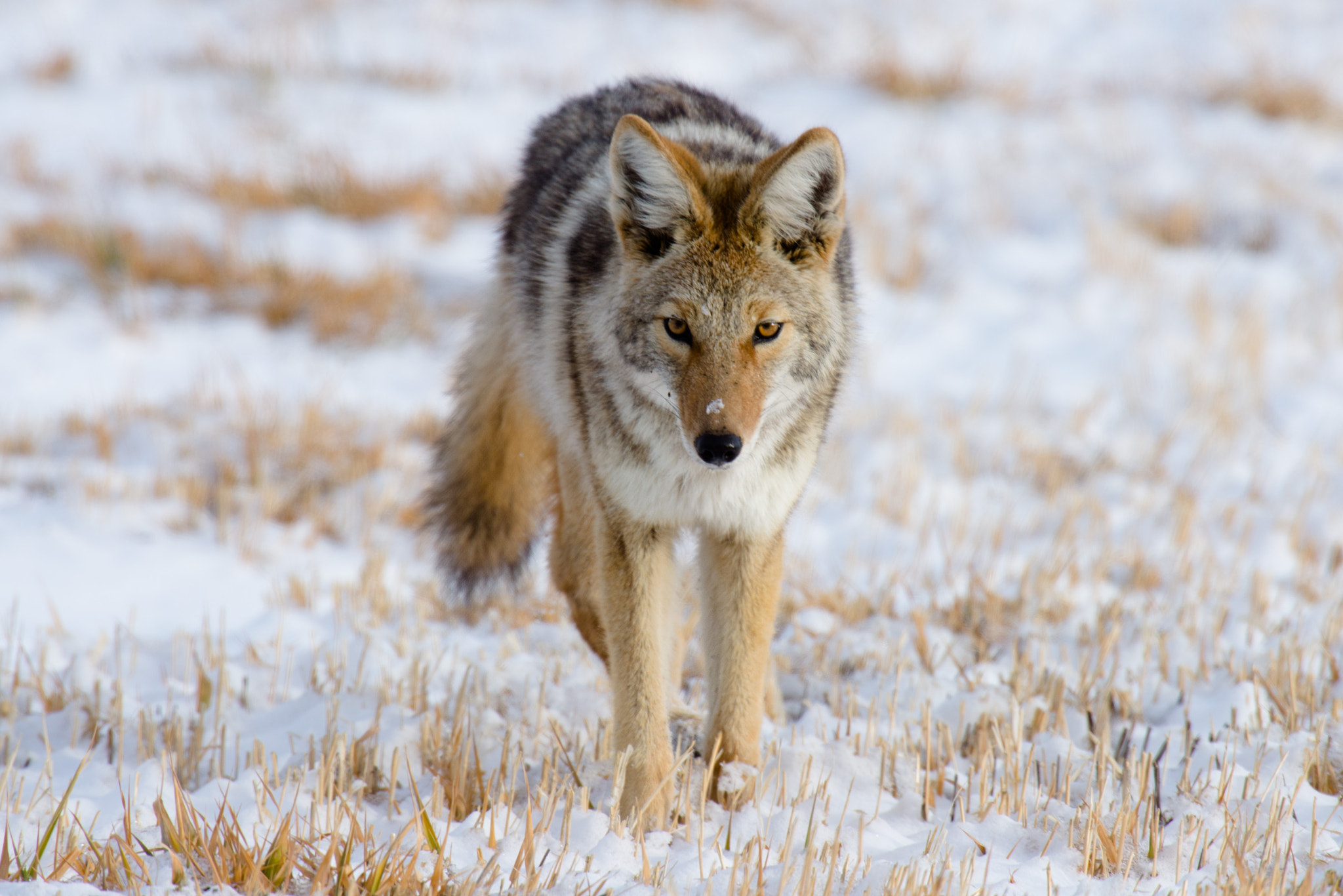 Nikon AF-S Nikkor 400mm F2.8G ED VR II sample photo. Coyote photography