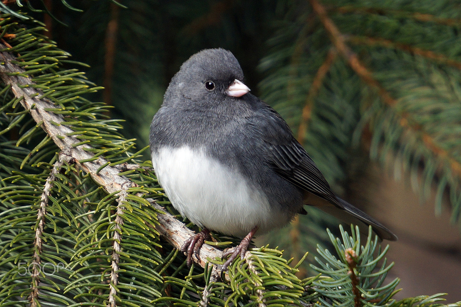 Sony E 55-210mm F4.5-6.3 OSS sample photo. Junco in pine tree i photography