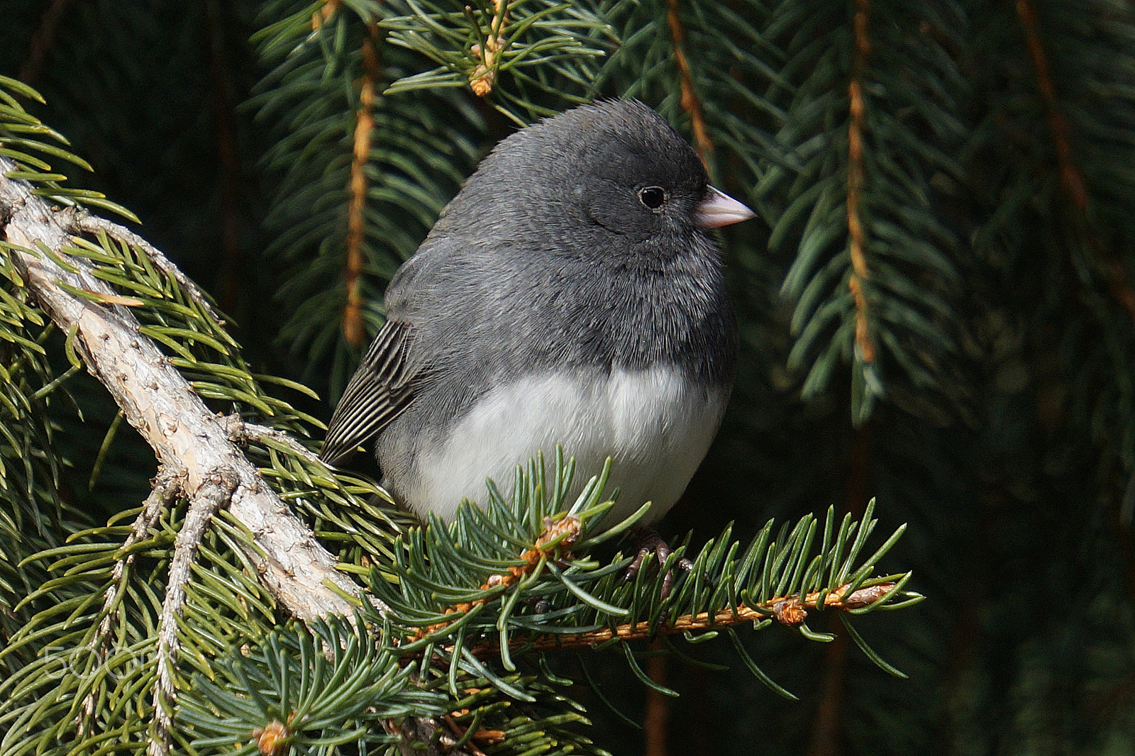 Sony E 55-210mm F4.5-6.3 OSS sample photo. Junco in pine tree iii photography