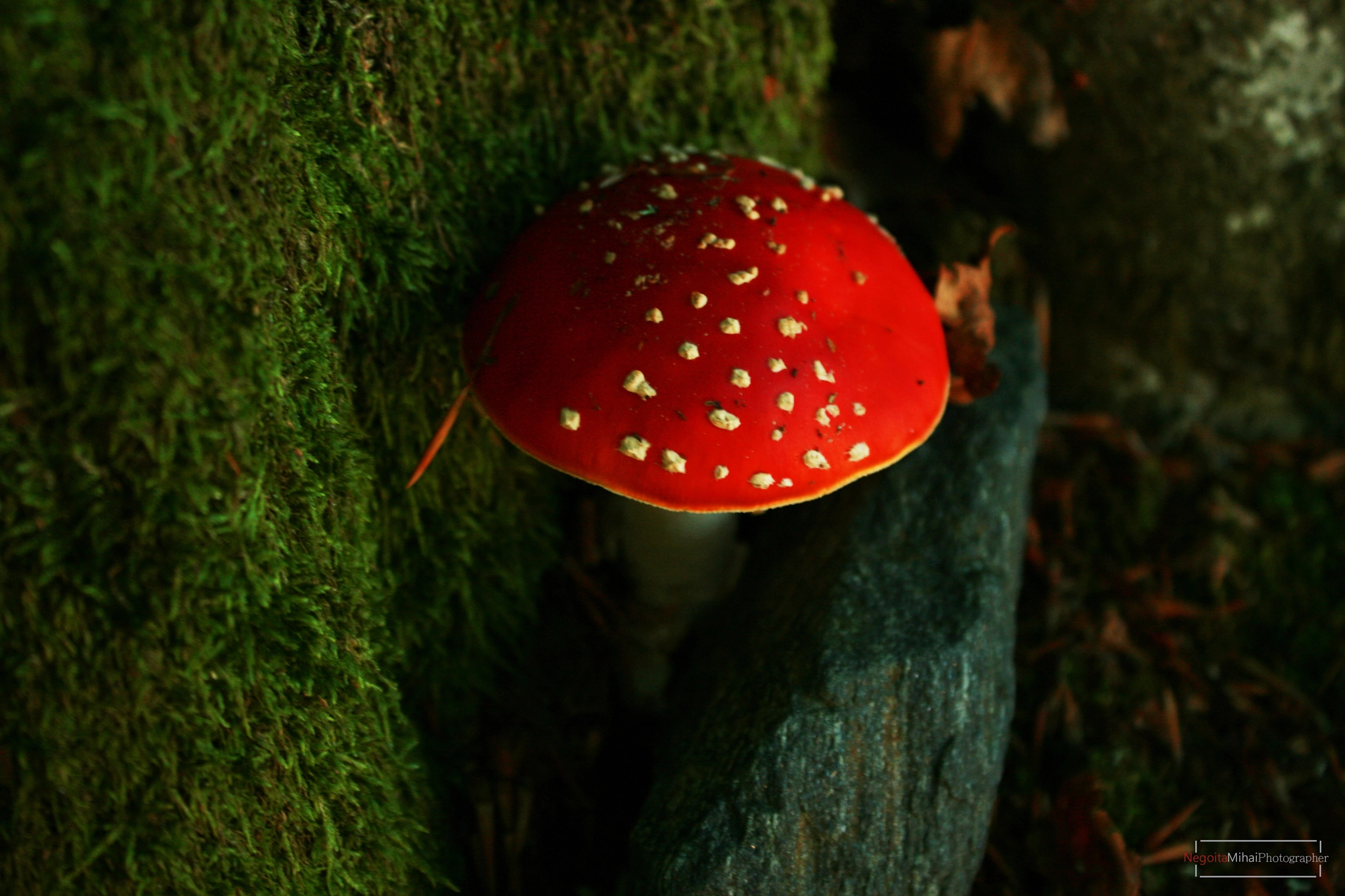 Canon EOS 400D (EOS Digital Rebel XTi / EOS Kiss Digital X) sample photo. Amanita muscaria photography