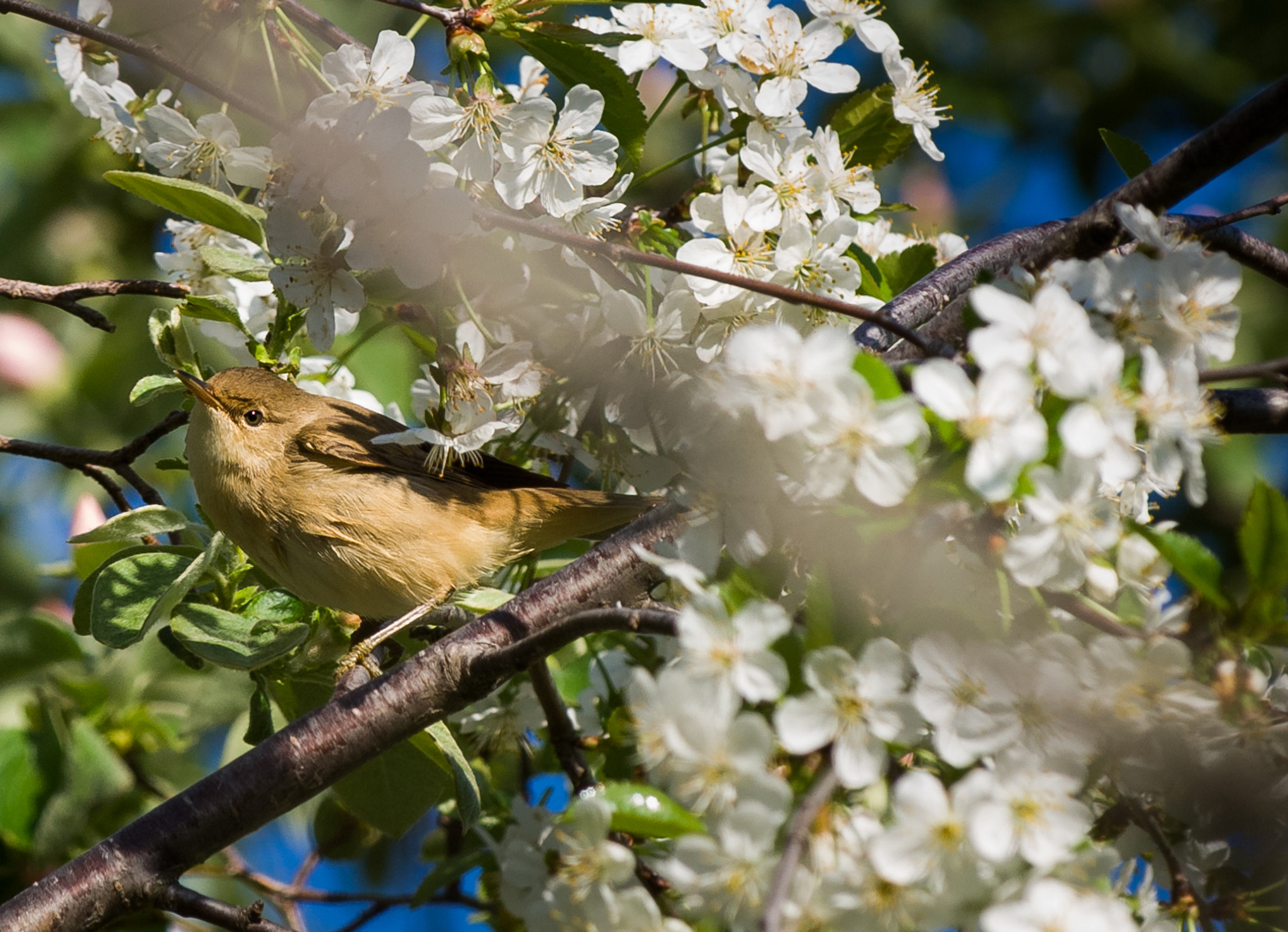 Nikon D2X sample photo. Mosquitero común, phylloscopus collybita photography