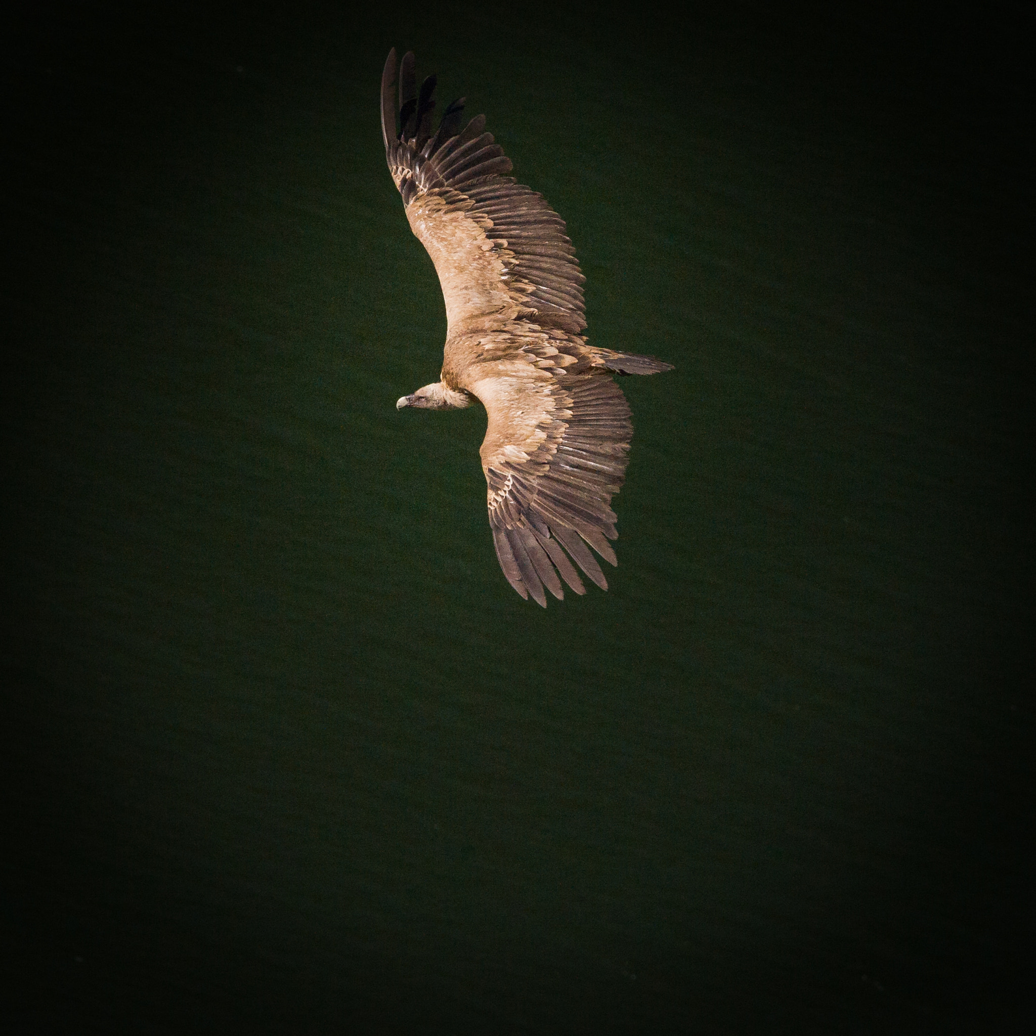 Nikon AF-S Nikkor 300mm F2.8G ED VR II sample photo. Buitre leonado, gyps fulvus photography