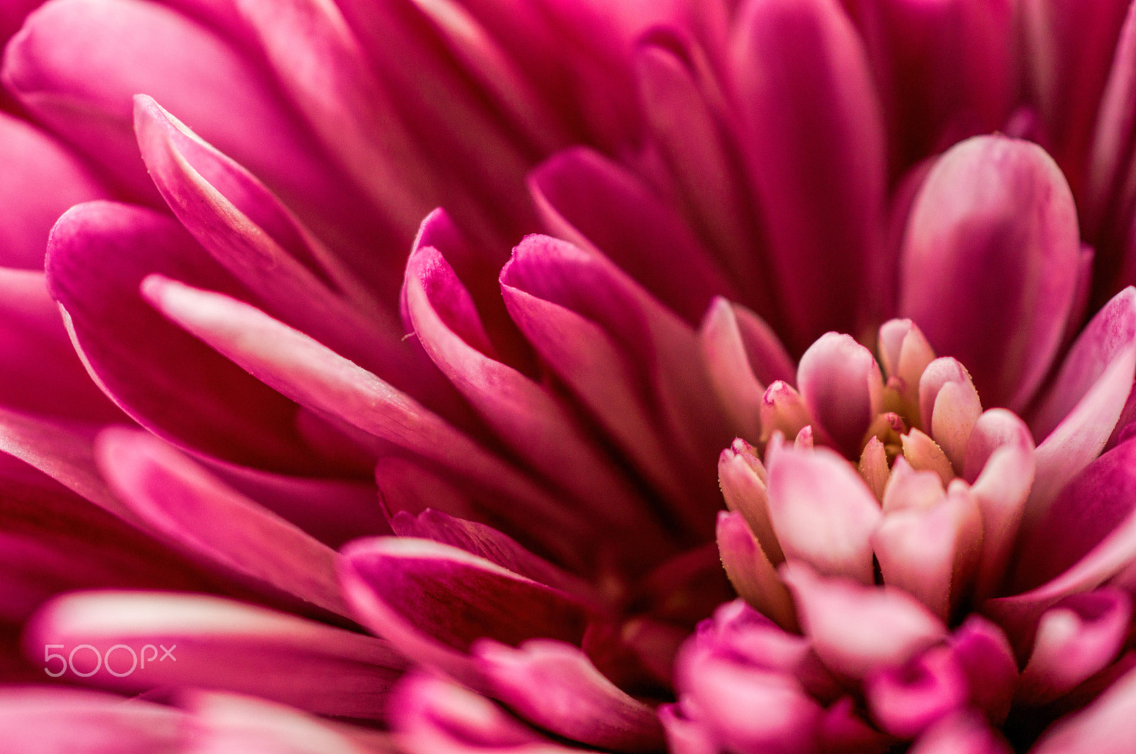 Sony 50mm F2.8 Macro sample photo. Pink petals photography