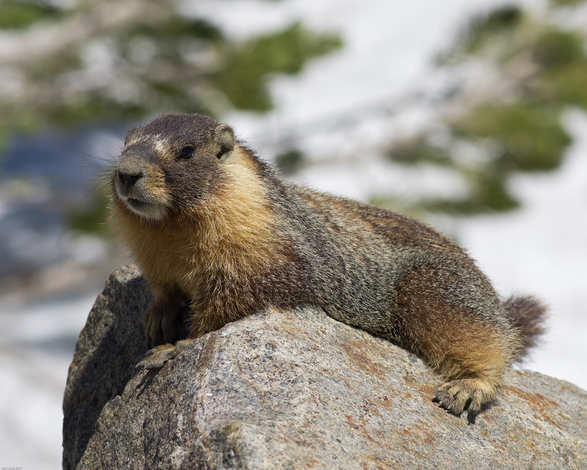 Pentax K-5 + Pentax smc DA* 200mm F2.8 ED (IF) SDM sample photo. Yellow-bellied marmot photography