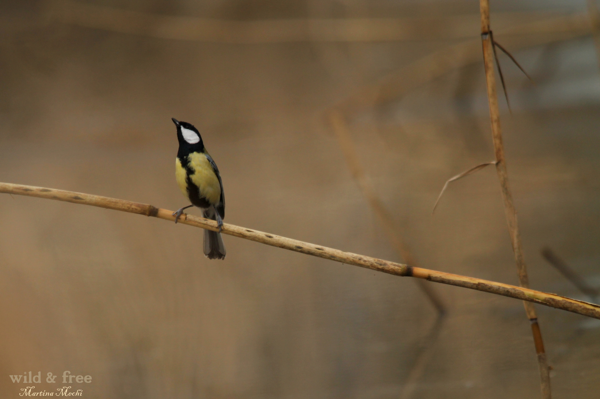 Sigma 150-500mm F5-6.3 DG OS HSM sample photo. *quiet place* photography