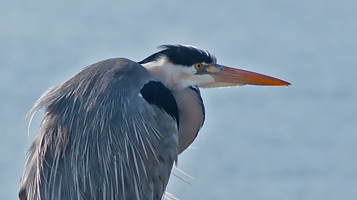 AF Zoom-Nikkor 75-240mm f/4.5-5.6D sample photo. Stand by photography