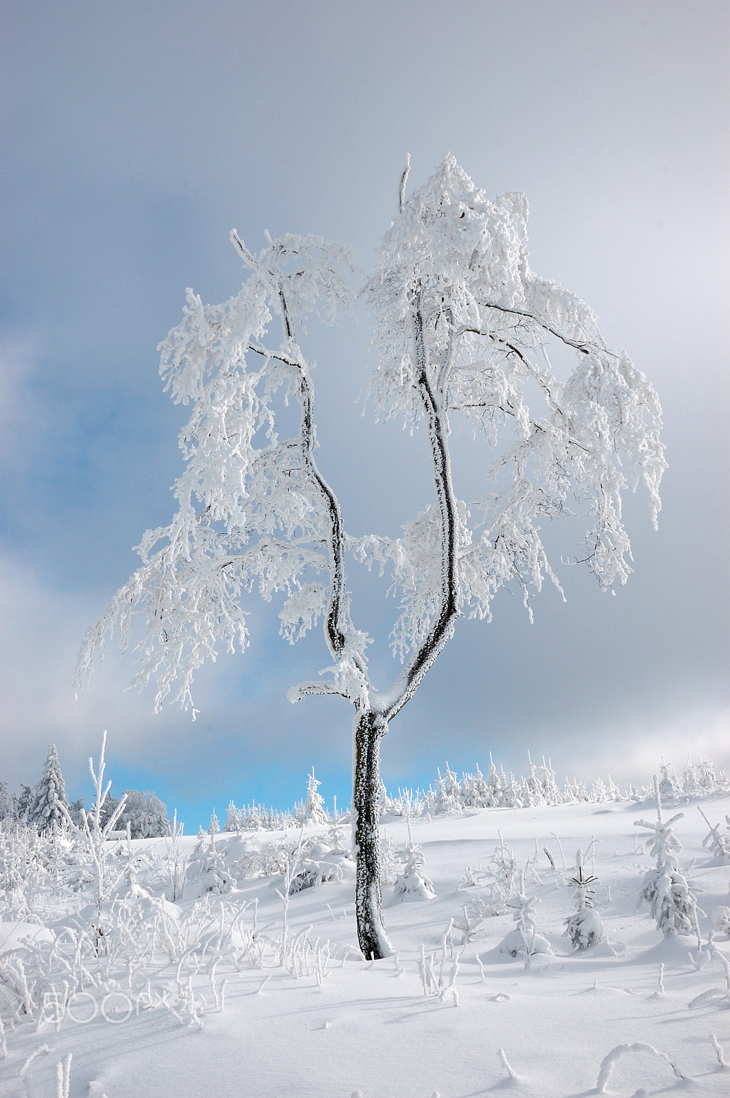 Nikon D40 sample photo. Winter photography