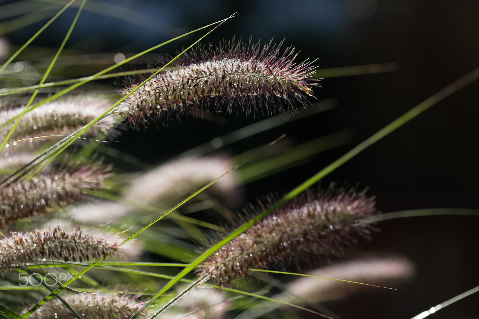Canon EOS 6D + Canon EF 100mm F2.8 Macro USM sample photo. Pointers... photography