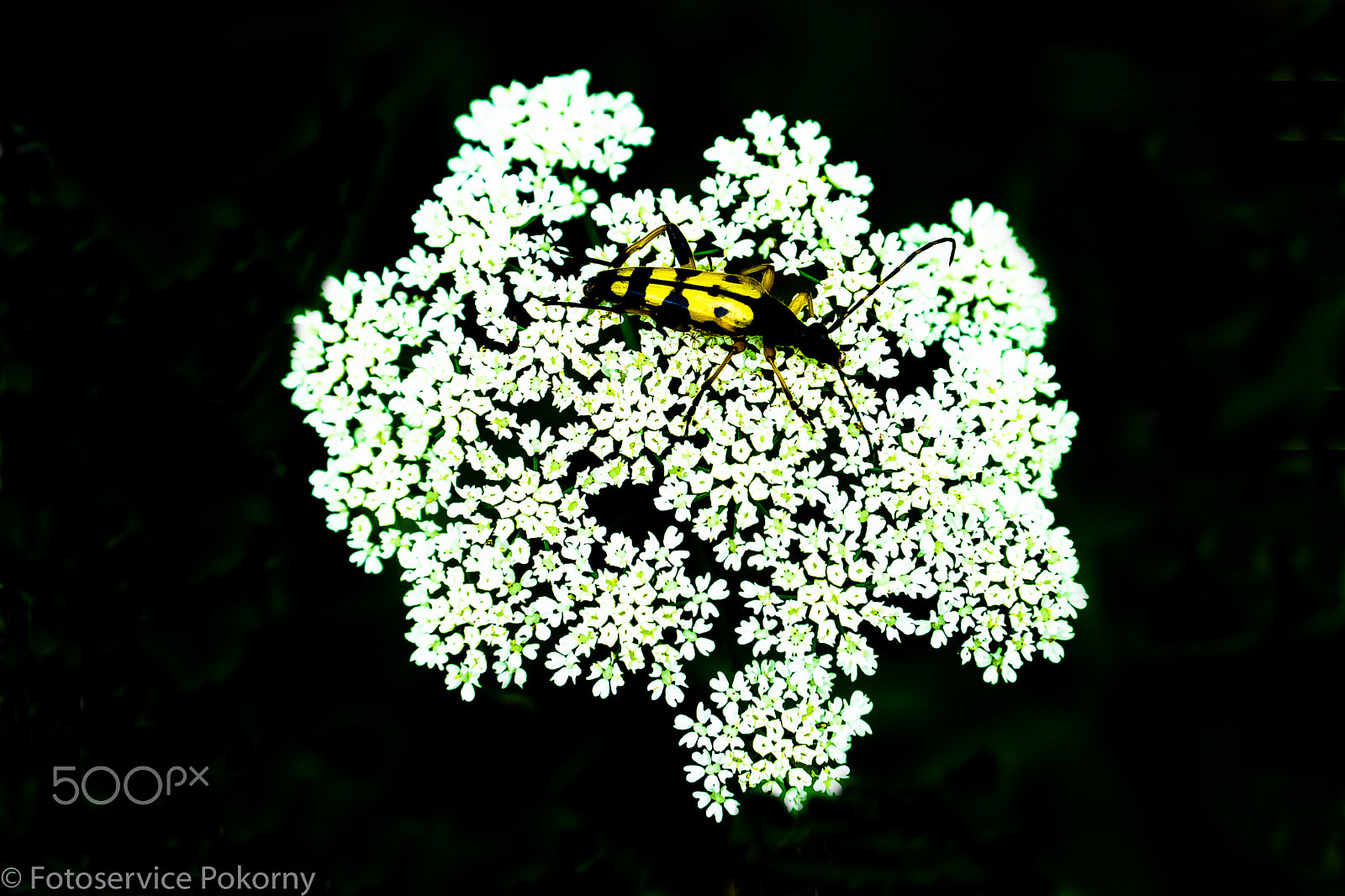 Sony a7 + Sony 28-75mm F2.8 SAM sample photo. Gefleckter schmalbock auf doldenblütler photography