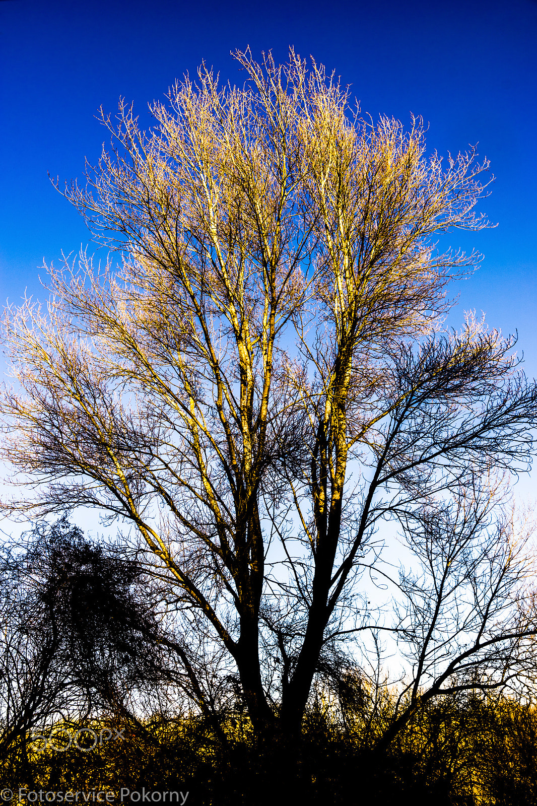 Sony a7 + Sony 28-75mm F2.8 SAM sample photo. Baum an einem wintermorgen photography