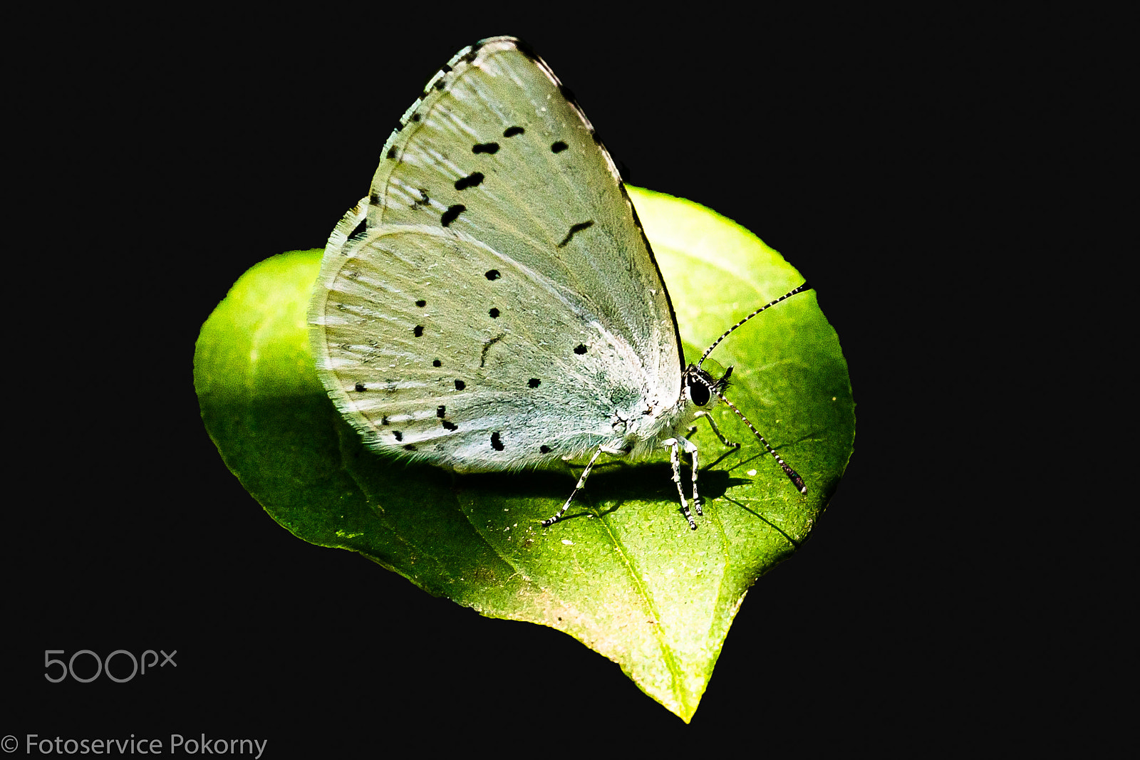 Sony a7 + Sony 50mm F2.8 Macro sample photo. Kohlweissling auf einem blatt photography