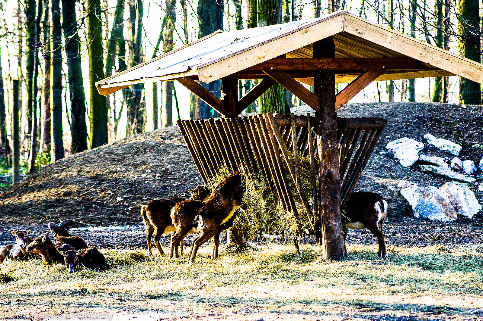 Sony 75-300mm F4.5-5.6 sample photo. Mufflons bei der winterfütterung photography