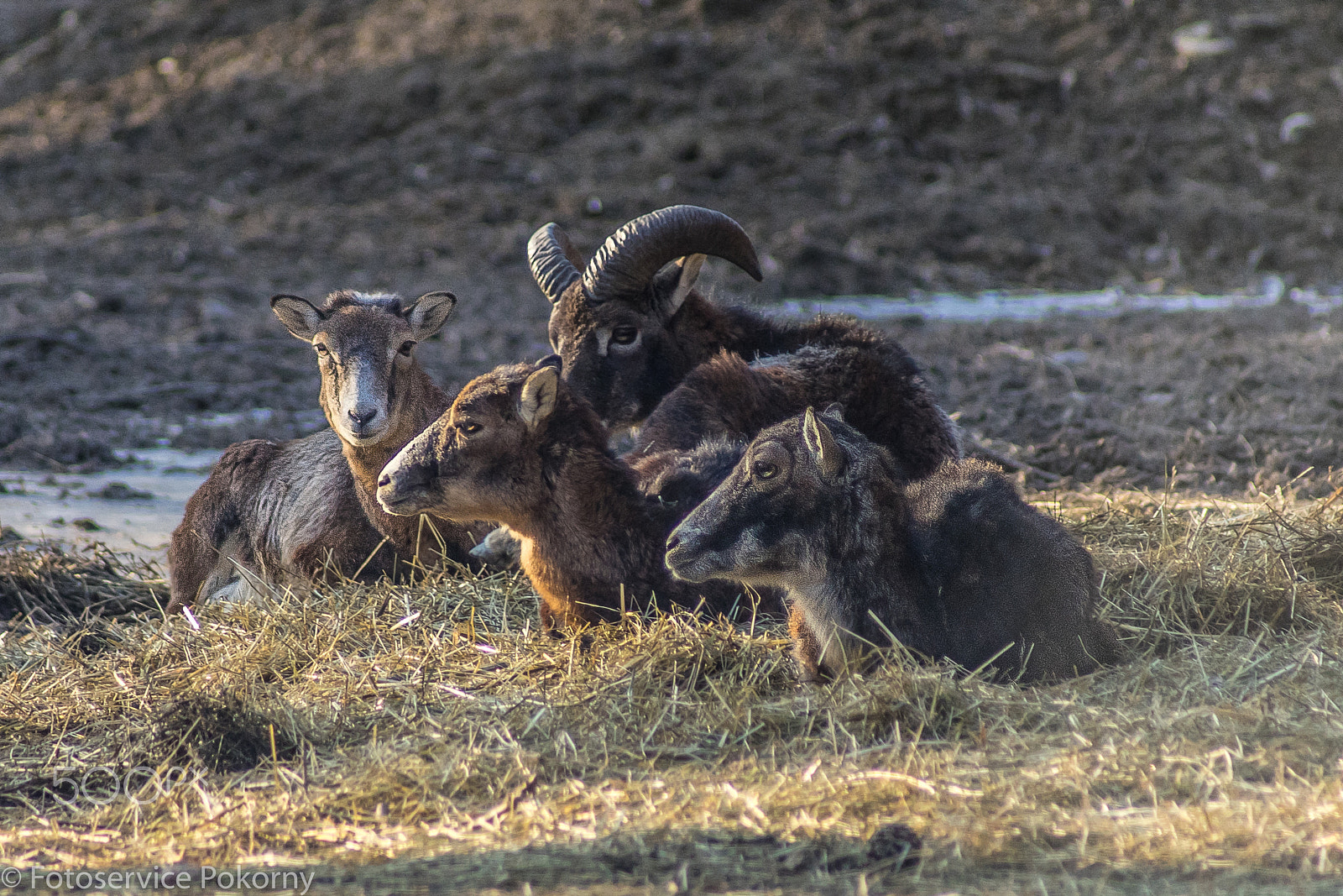 Sony 75-300mm F4.5-5.6 sample photo. Mufflons im winter photography