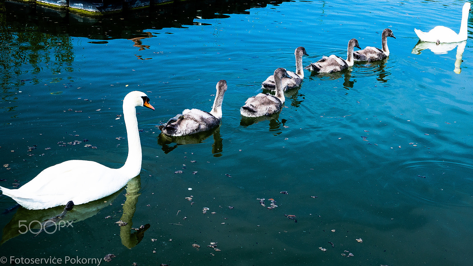 Sony a7 + Sony 28-75mm F2.8 SAM sample photo. Schwanenfamilie auf der donau photography