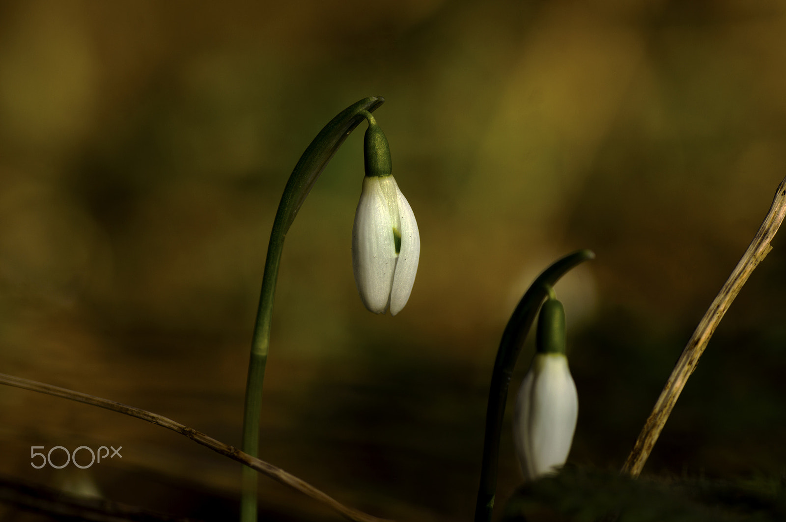 Sony Alpha DSLR-A580 + Tamron SP AF 90mm F2.8 Di Macro sample photo. Snowdrop photography