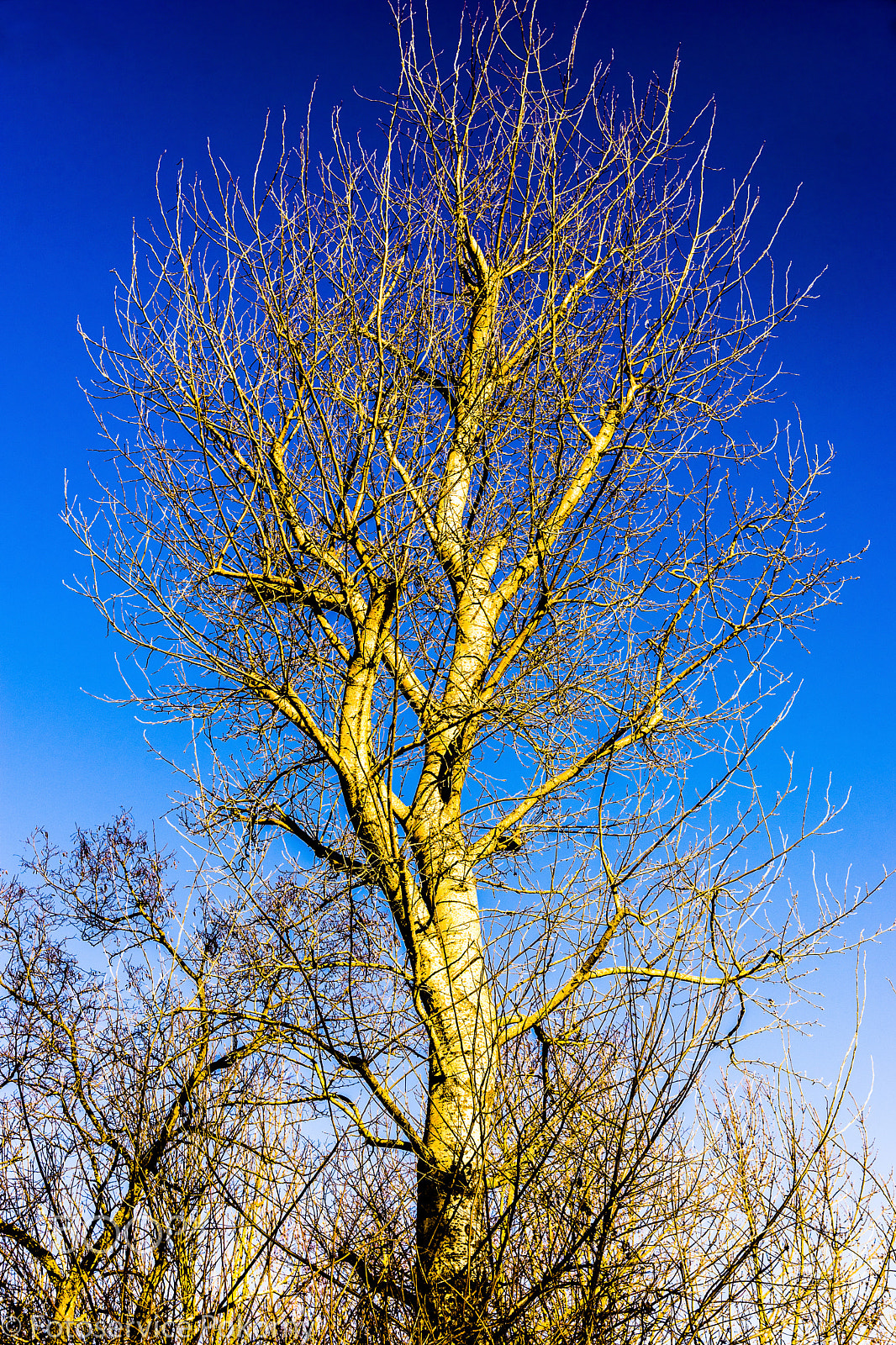 Sony a7 + Sony 28-75mm F2.8 SAM sample photo. Winterbaum photography