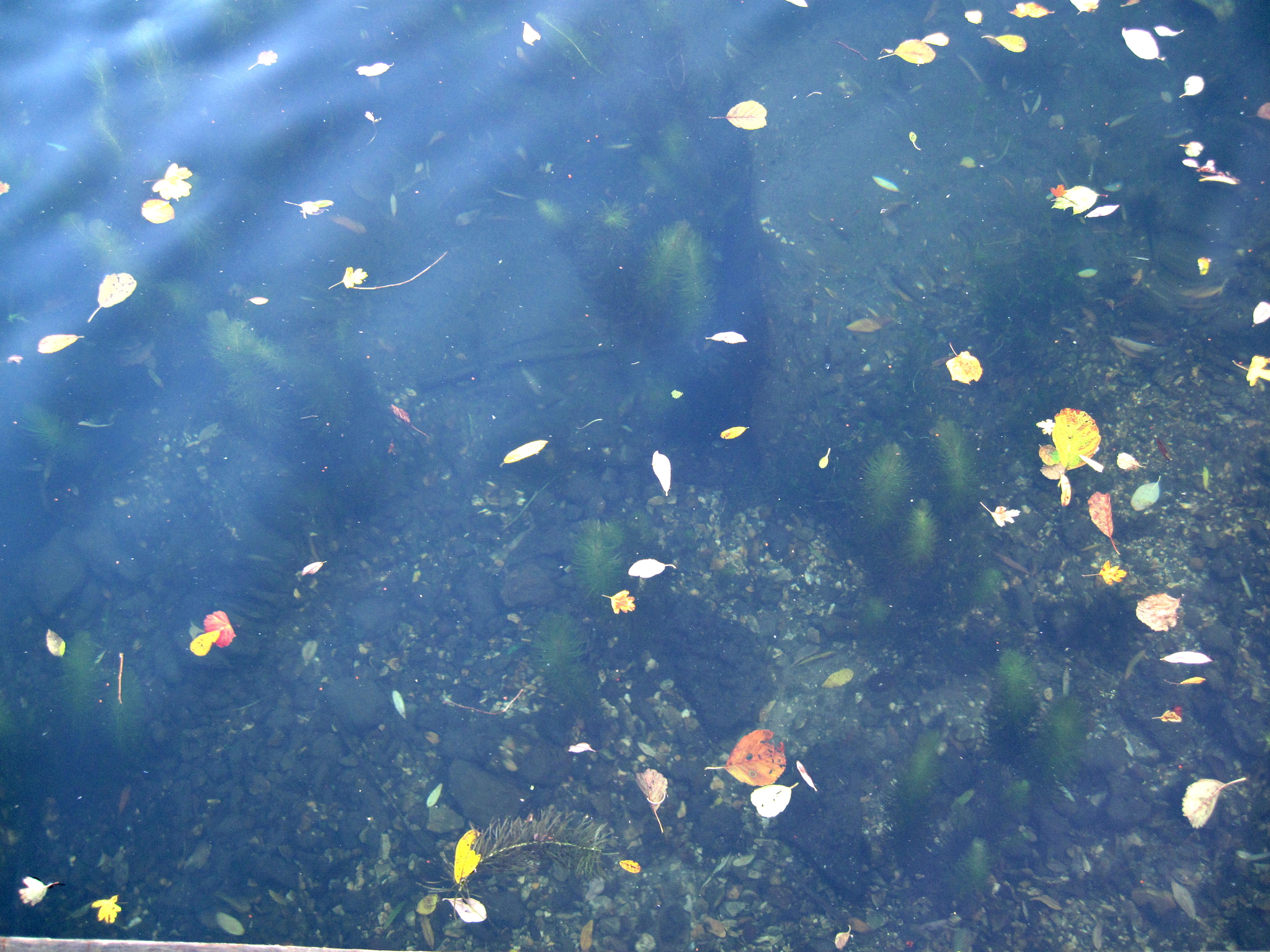 Canon PowerShot SD990 IS (Digital IXUS 980 IS / IXY Digital 3000 IS) sample photo. A random arrangement of floating leaves photography
