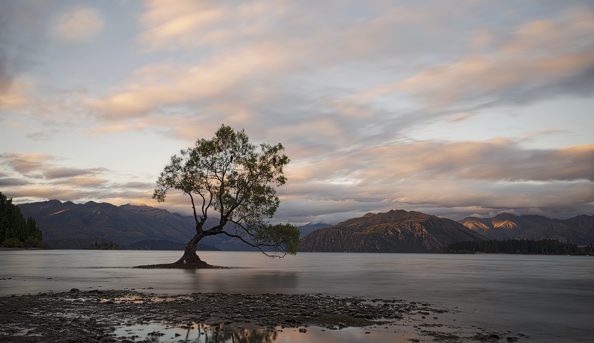 Sony a7R + 17-40mm F4 sample photo. Wanaka tree photography