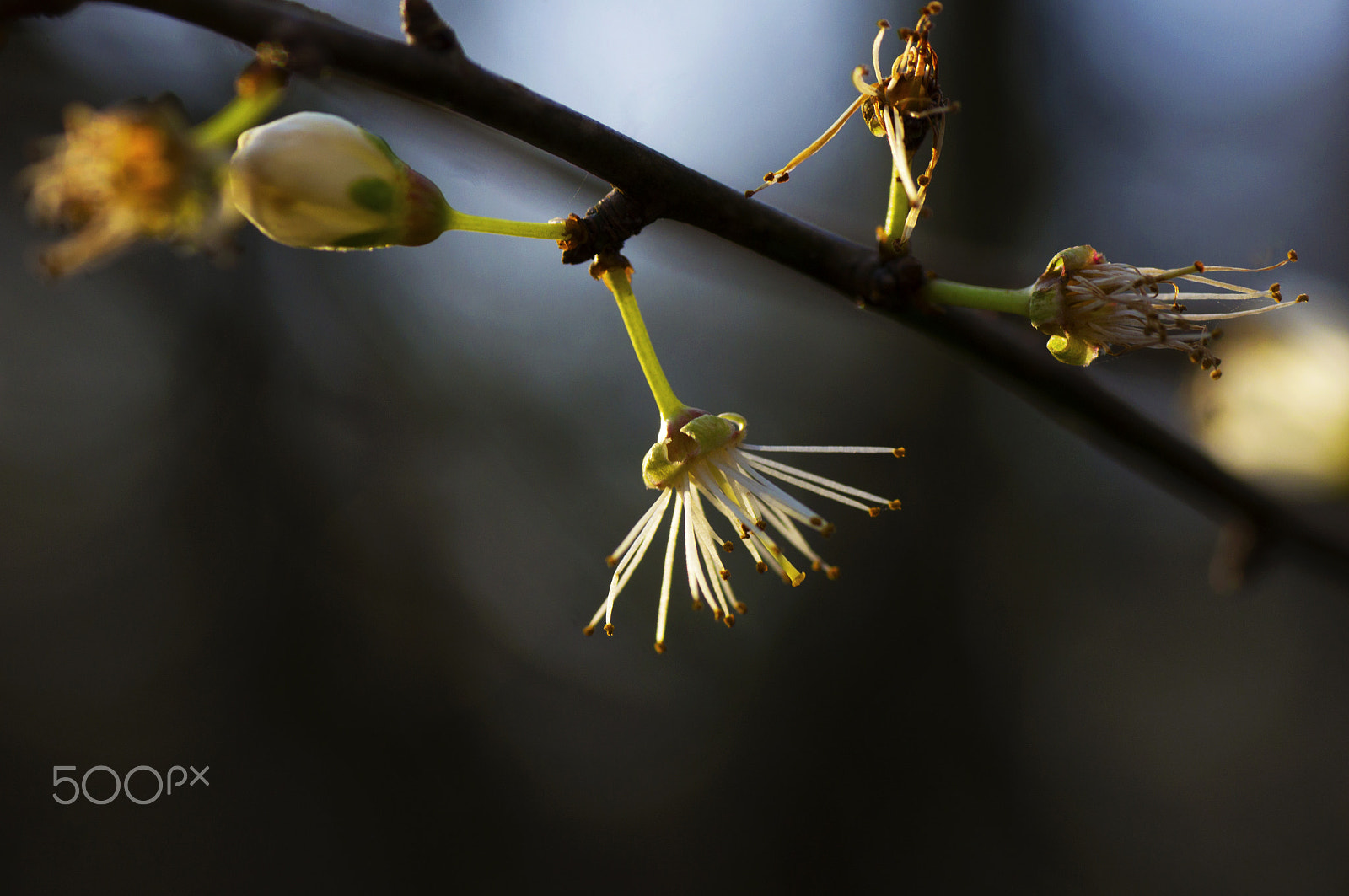 Sony Alpha DSLR-A580 + Tamron SP AF 90mm F2.8 Di Macro sample photo. Blackthorn overblown photography