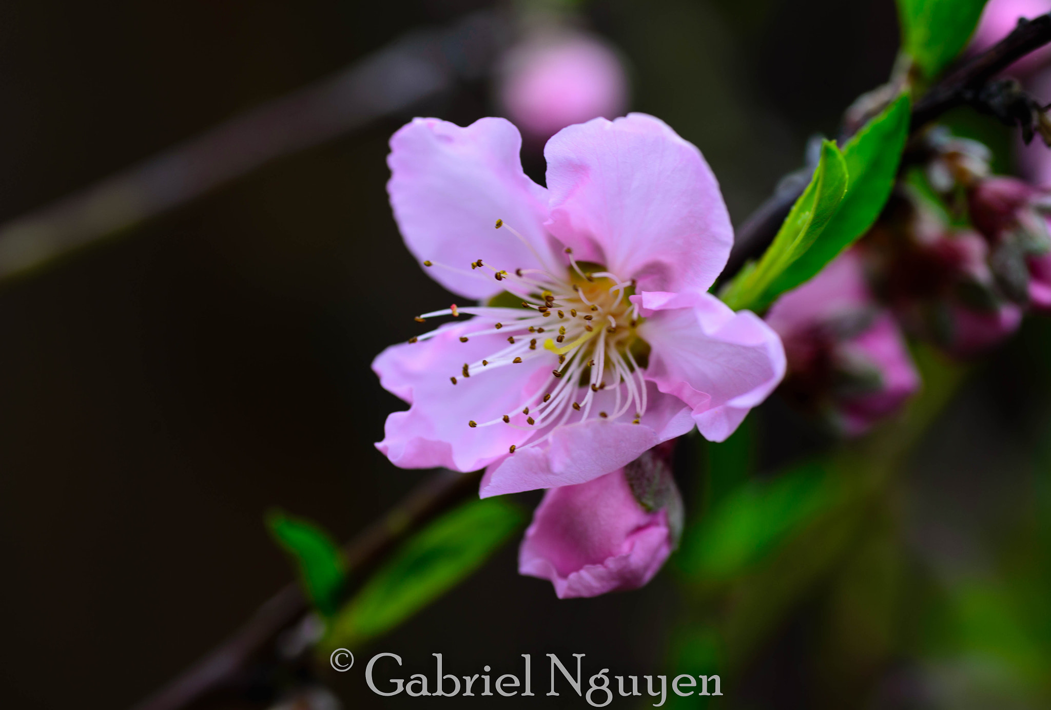 Nikon D600 sample photo. Spring time photography