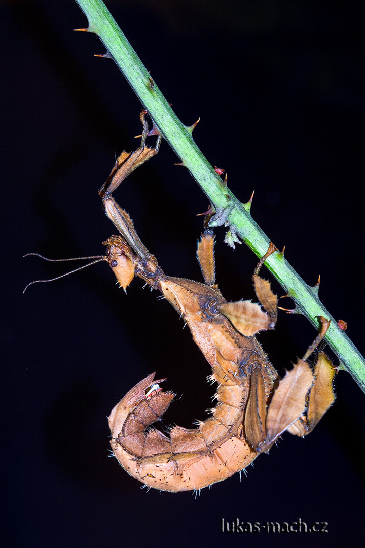 Pentax K-5 sample photo. Australian walkstick photography