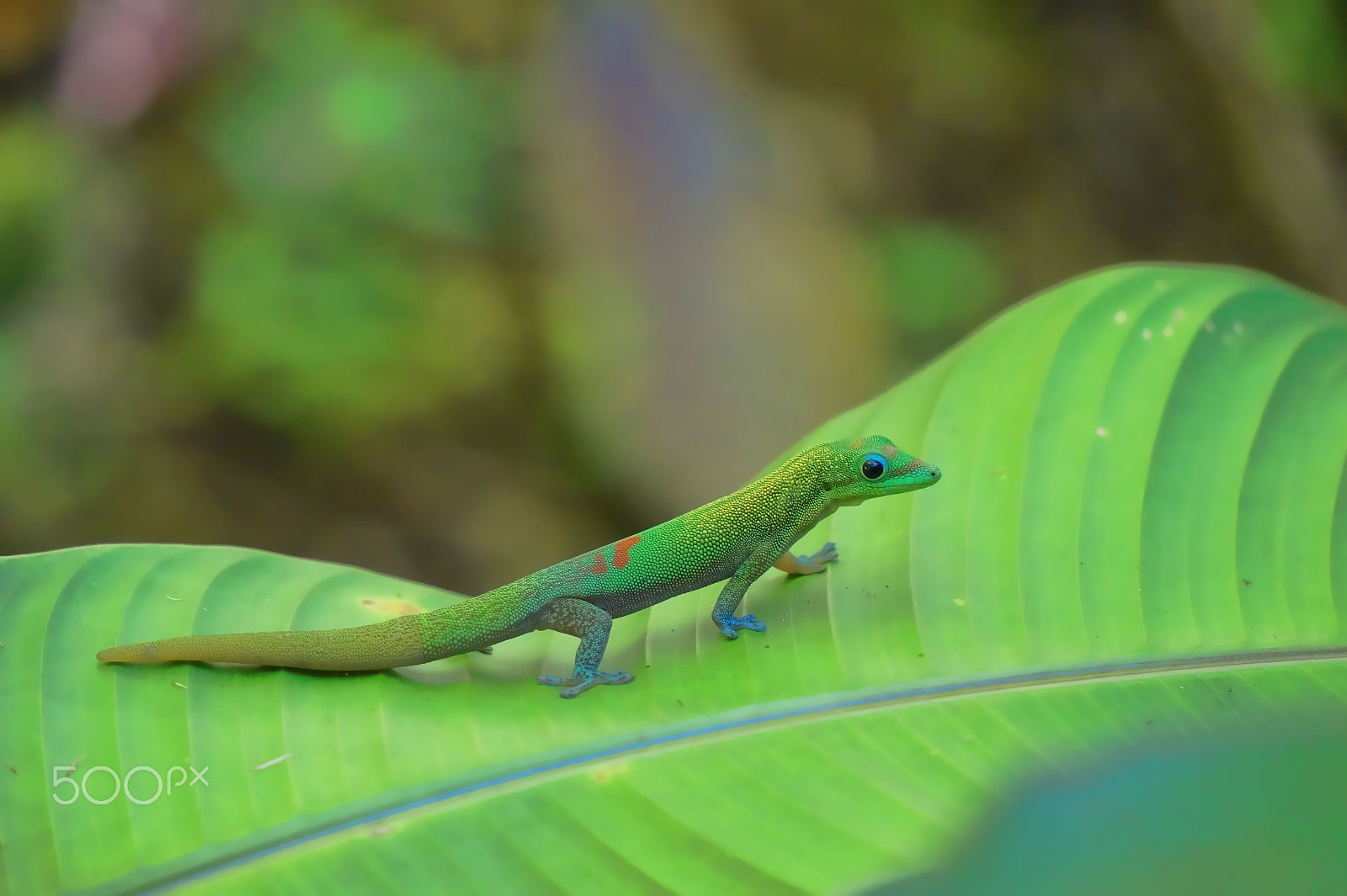 Sony Alpha a3000 sample photo. Gecko walking photography