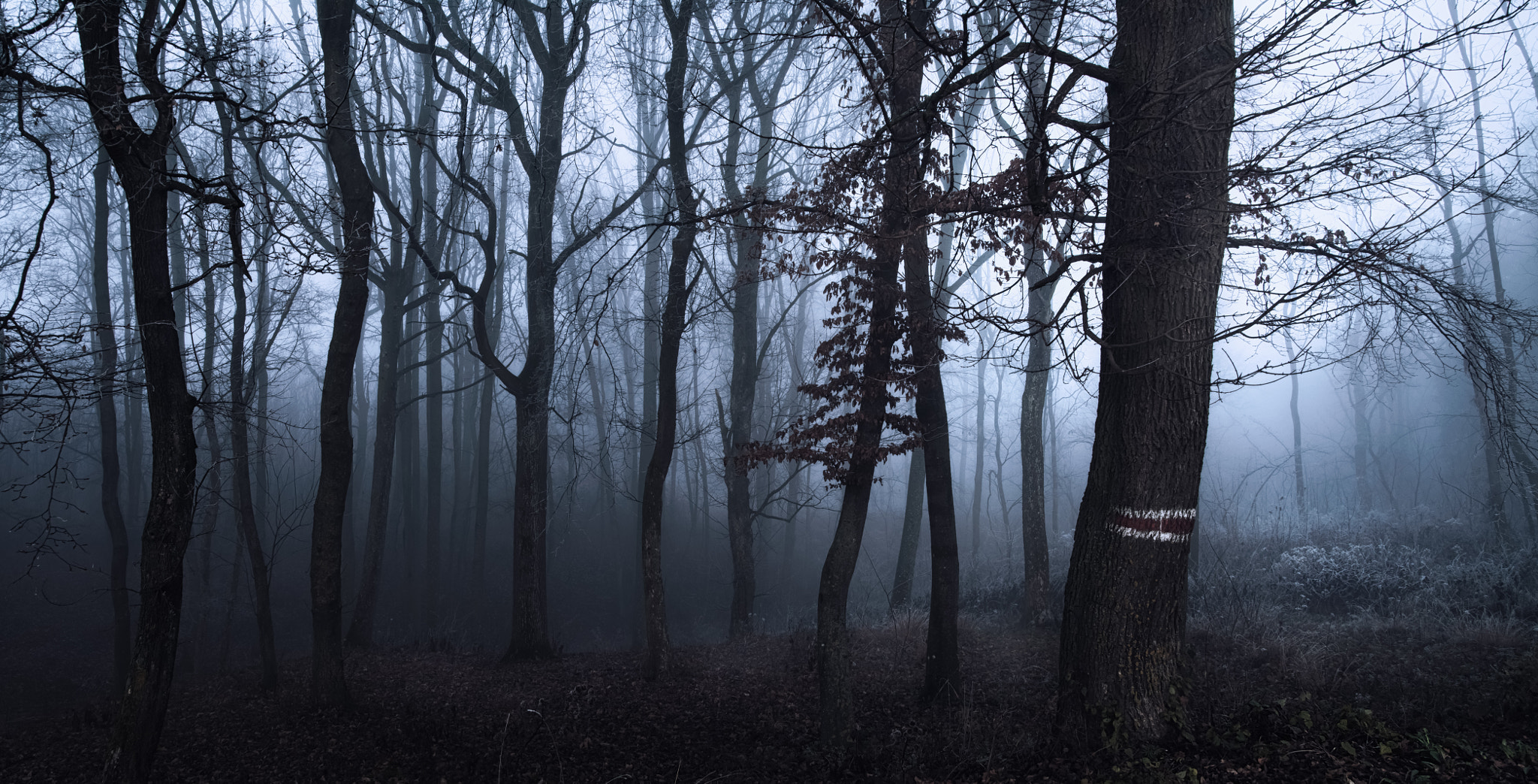 Nikon D7100 + Sigma 18-50mm F2.8 EX DC sample photo. Guide me to the light photography
