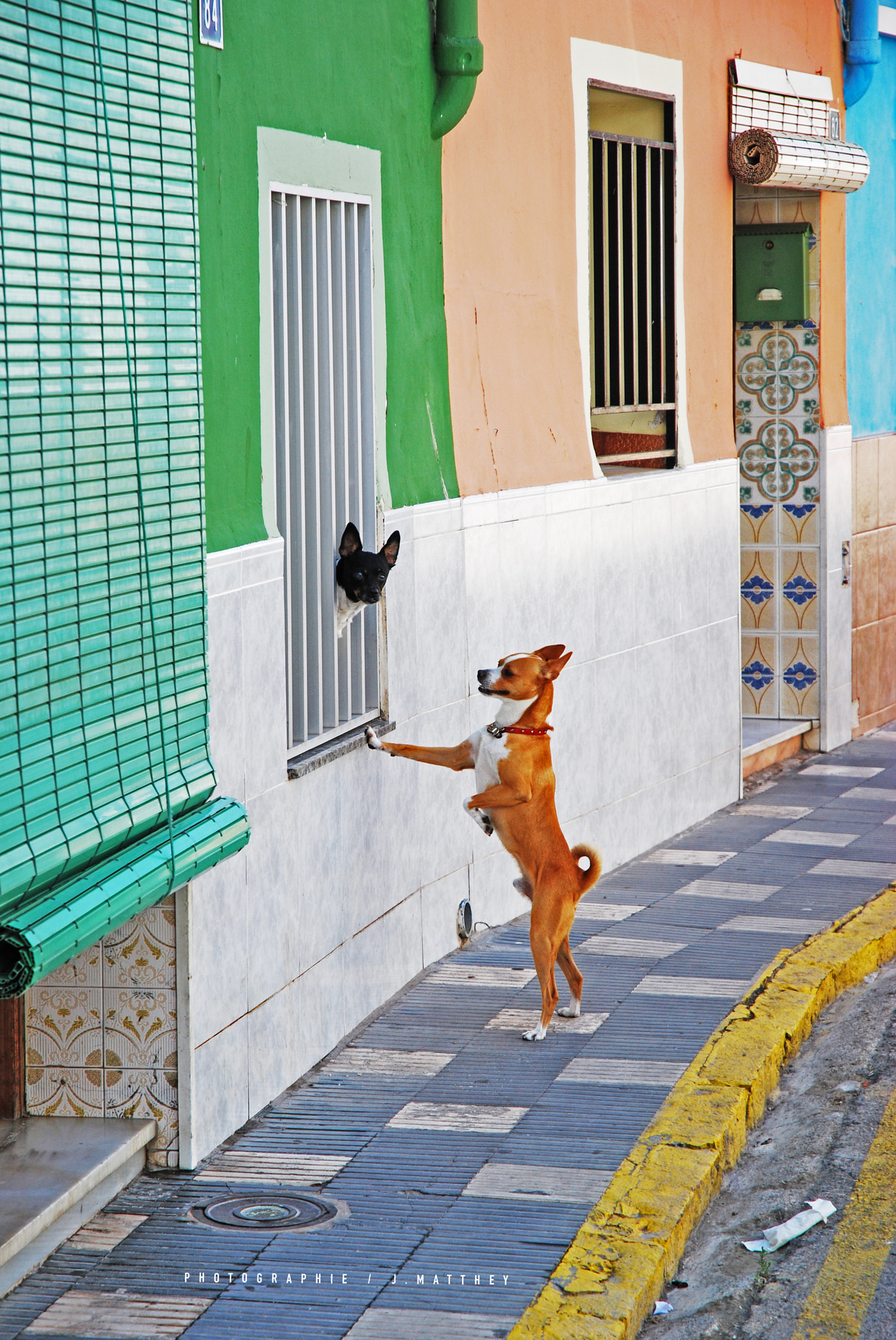 Nikon D60 sample photo. Dog&dog photography