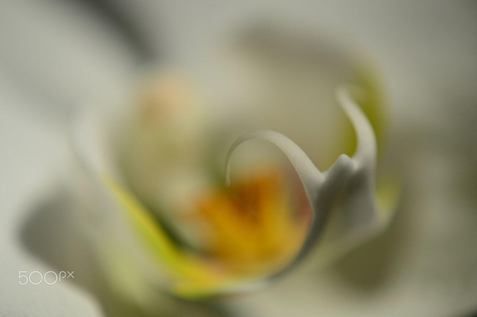 Nikon AF-S DX Micro-Nikkor 85mm F3.5G ED VR sample photo. The bokeh effect photography