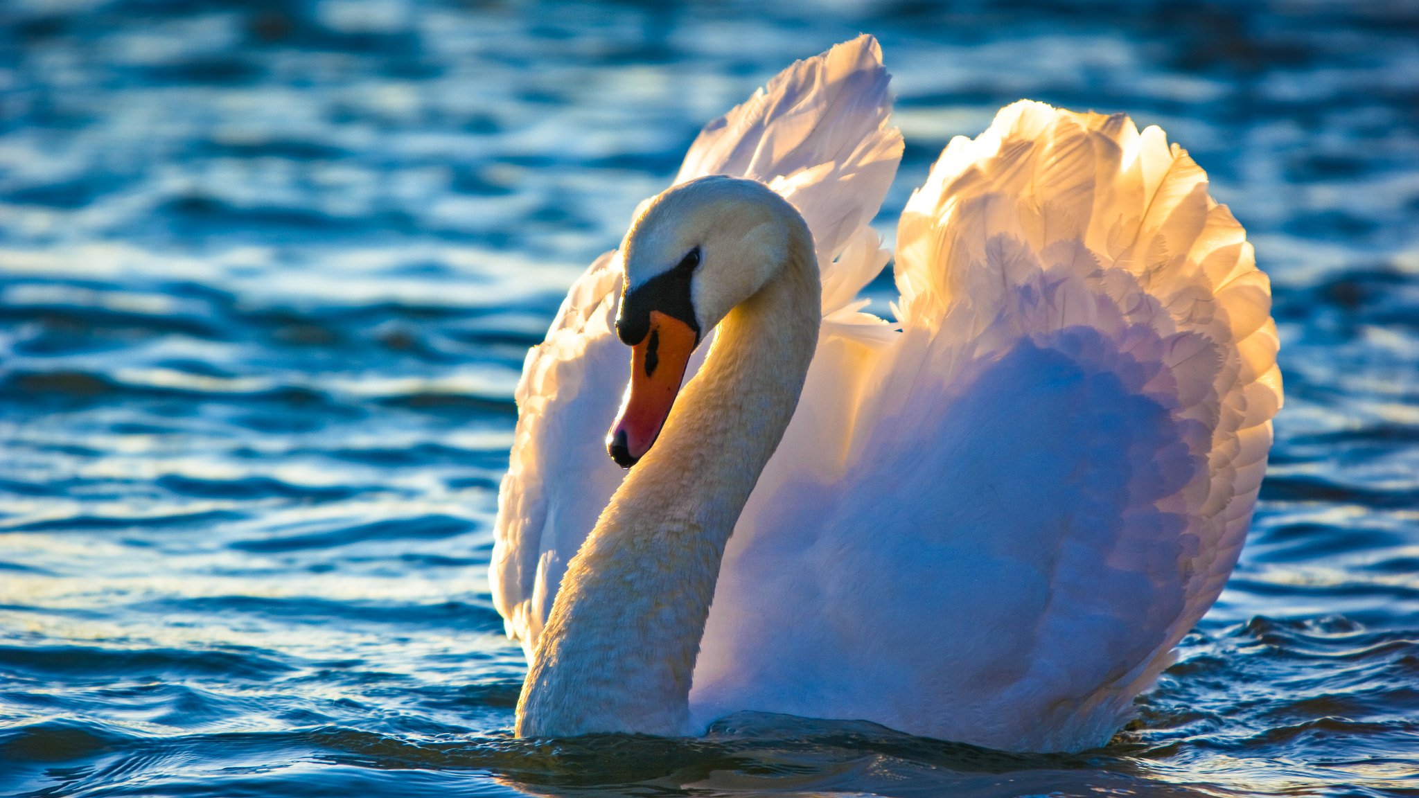 Pentax K20D + Sigma sample photo. Mute swan at sunset photography