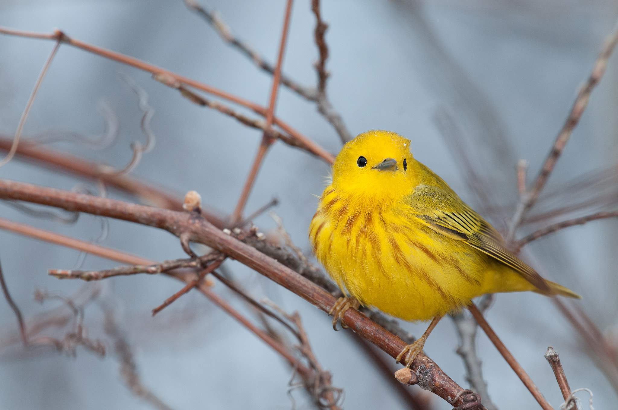 Nikon D300S + Nikon AF-S Nikkor 500mm F4G ED VR sample photo. Paruline jaune setophaga petechia setophaga yellow warbler photography