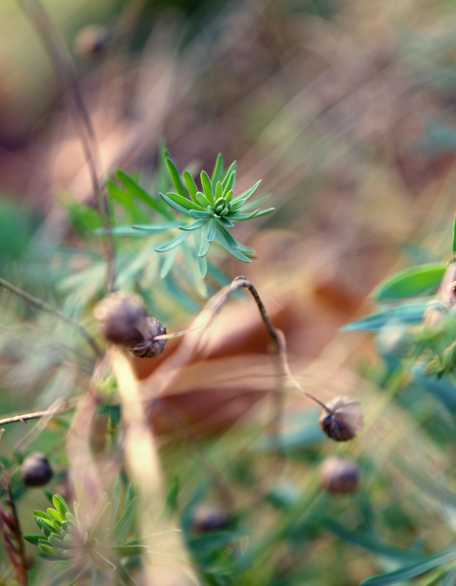 18.00 - 55.00 mm f/3.5 - 5.6 sample photo. Plant photography
