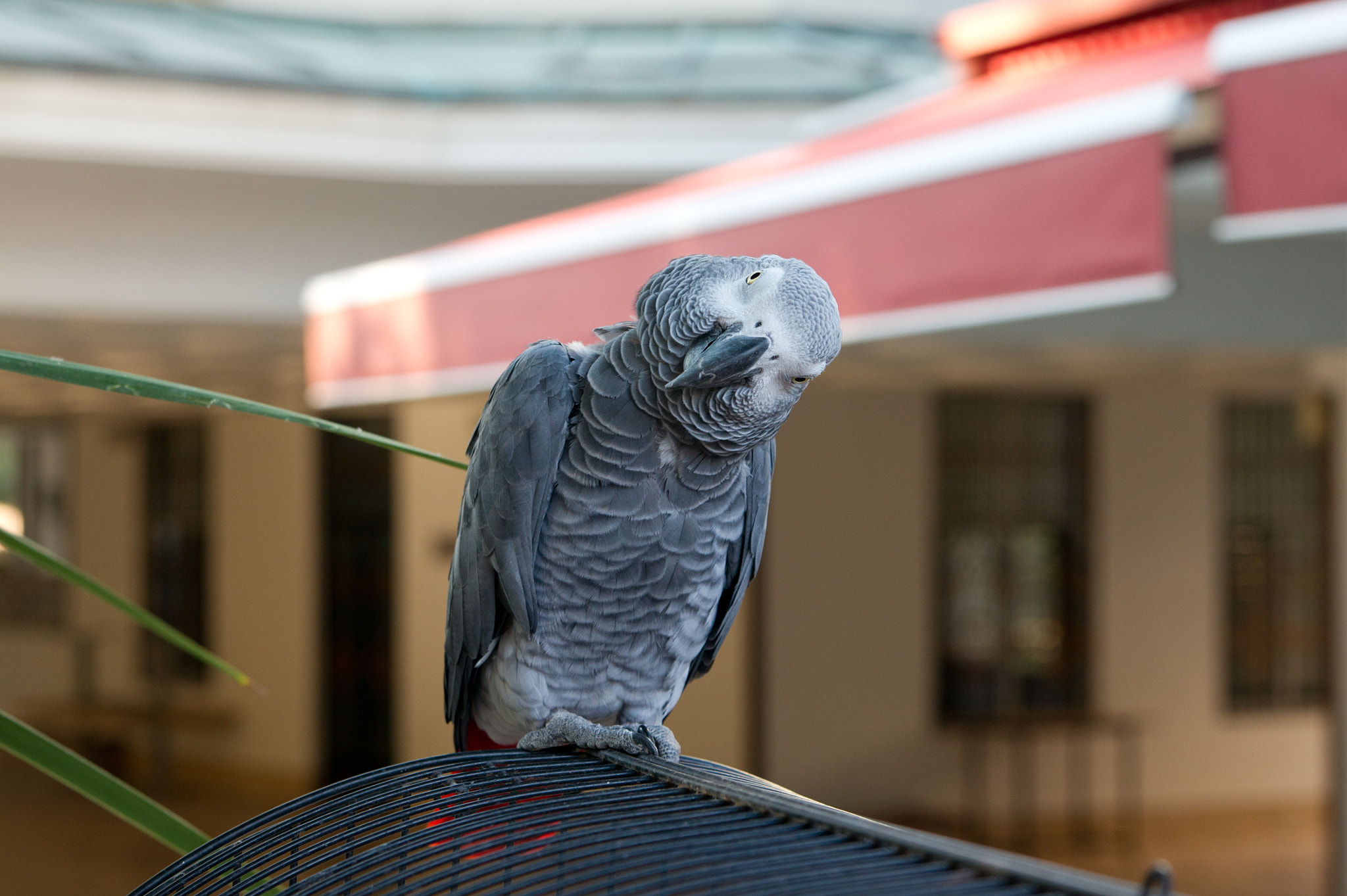 Sony Alpha DSLR-A450 + Tamron AF 28-75mm F2.8 XR Di LD Aspherical (IF) sample photo. Interested parrot photography