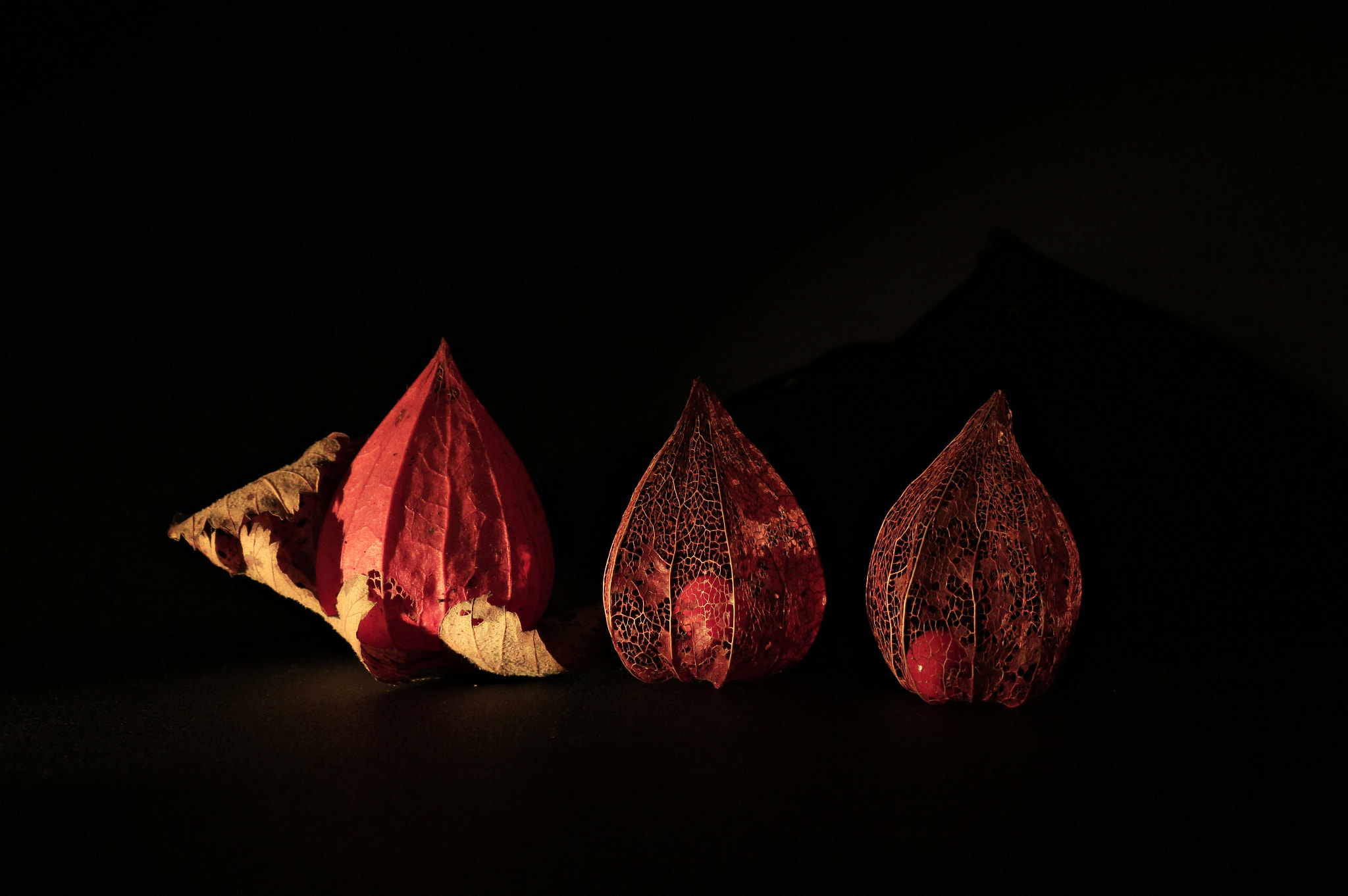 Canon EF-S 17-85mm F4-5.6 IS USM sample photo. Chinese lantern plant photography