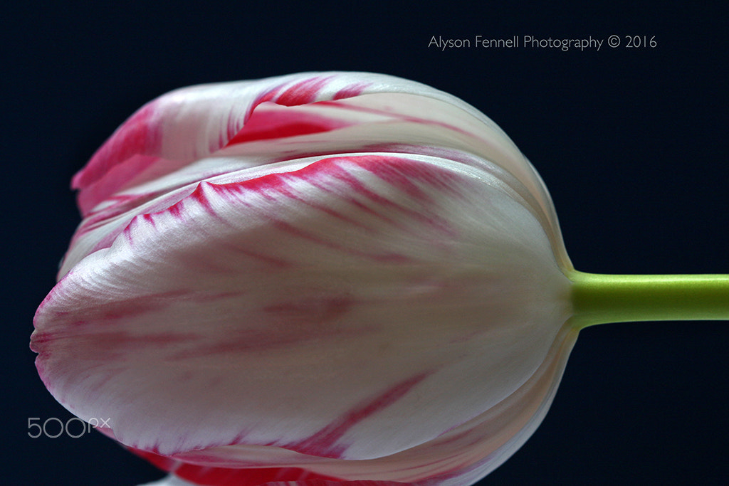 Canon EF 100mm F2.8 Macro USM sample photo. Raspberry ripple tulip photography