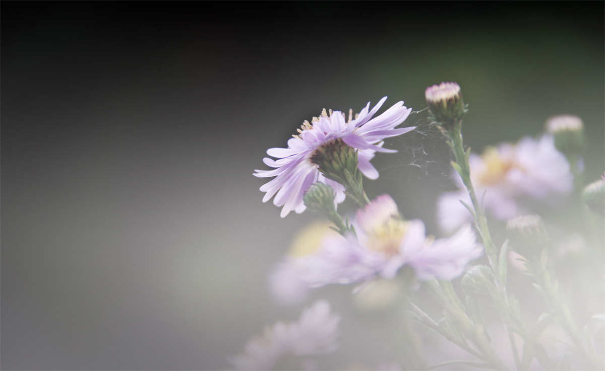 Pentax K-7 sample photo. Zart.. photography