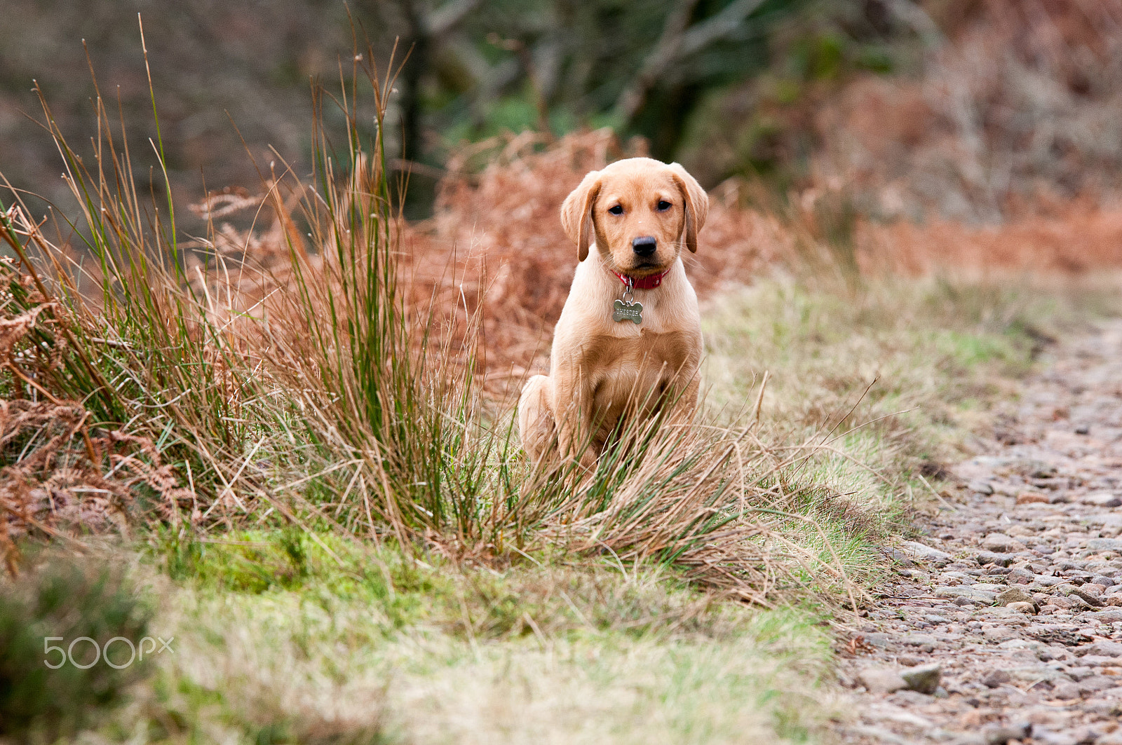 Nikon D300S + Sigma 70-200mm F2.8 EX DG OS HSM sample photo. Waiting patiently photography