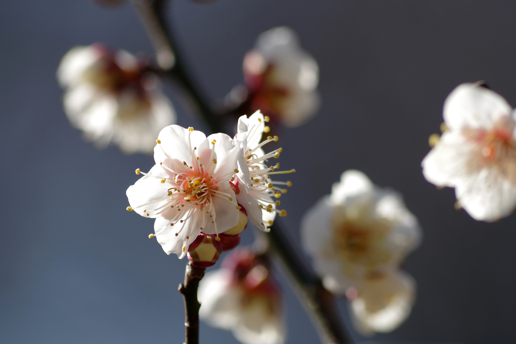 HD Pentax DA 55-300mm F4.0-5.8 ED WR sample photo. Prunus mume (冬至梅) photography