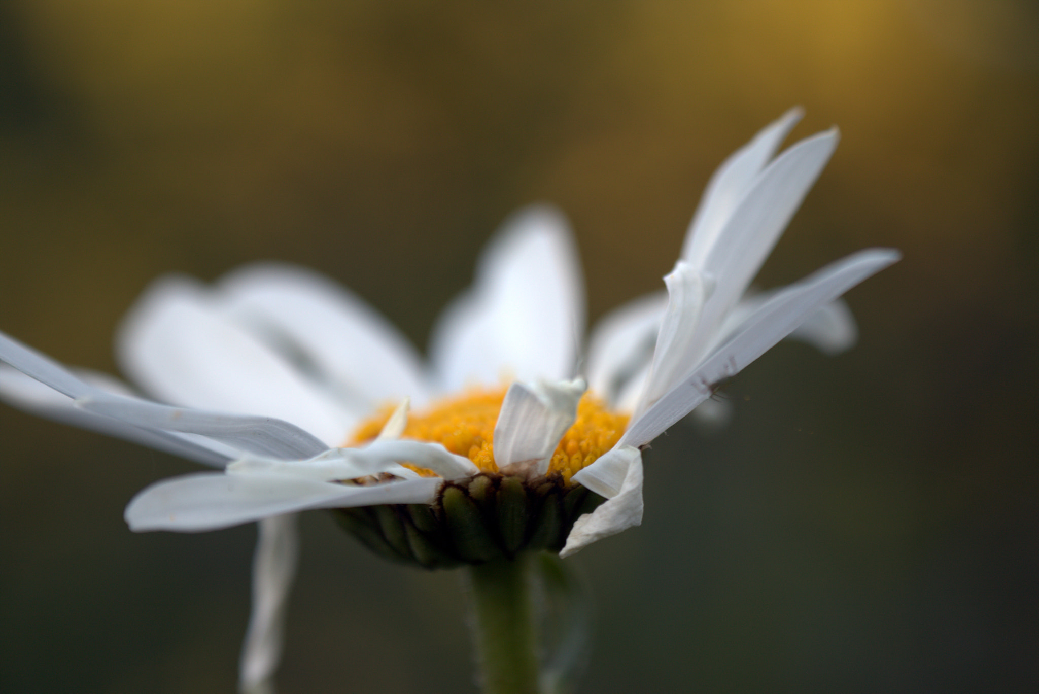 Canon EF-S 18-55mm F3.5-5.6 III sample photo. White flower photography