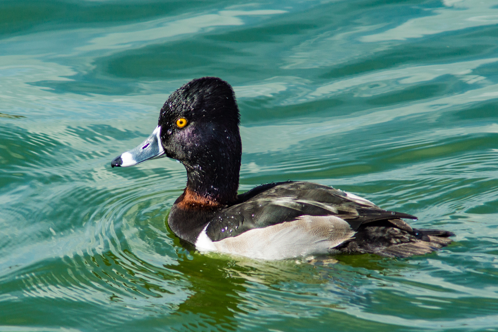 Sony SLT-A65 (SLT-A65V) + Minolta AF 70-210mm F4 Macro sample photo. Ring-necked duck photography