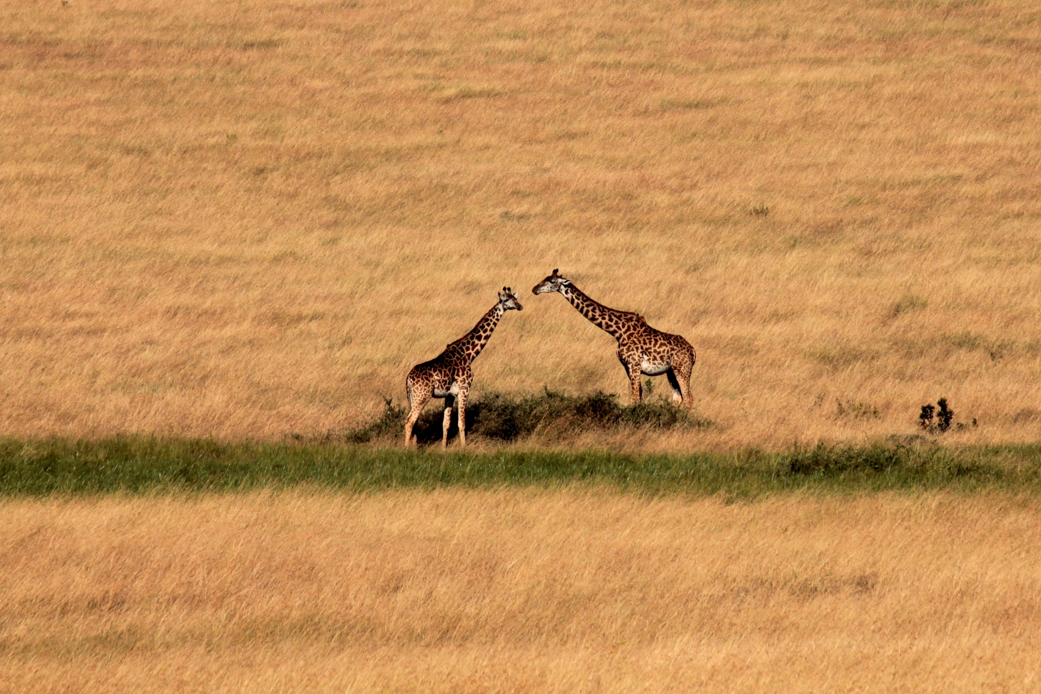 Canon EOS 1100D (EOS Rebel T3 / EOS Kiss X50) + Sigma 50-200mm F4-5.6 DC OS HSM sample photo. Meeting in masai mara - kenya 2013 photography