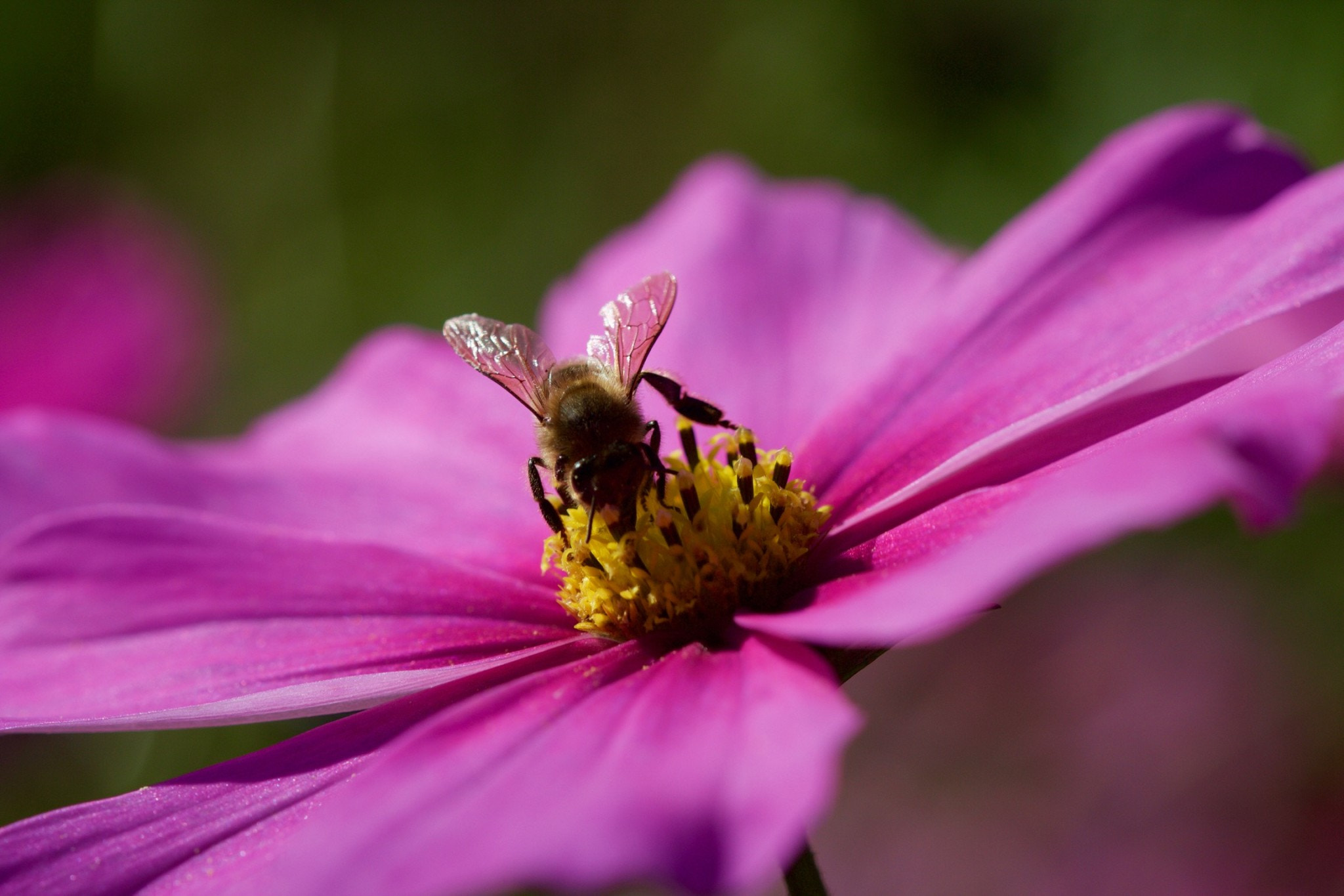 Canon EOS 550D (EOS Rebel T2i / EOS Kiss X4) + Canon EF 100mm F2.8 Macro USM sample photo. Bee gathering nectar photography